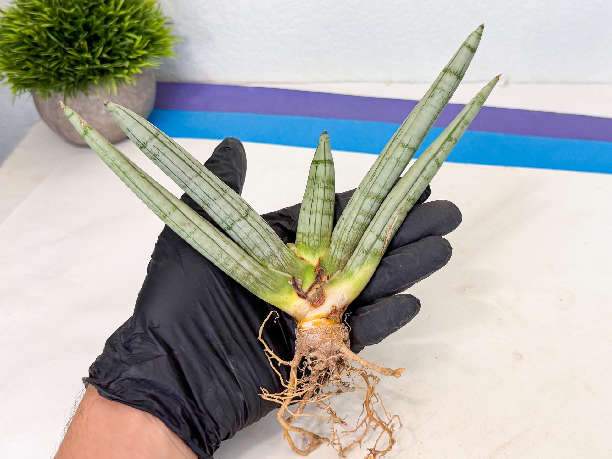 Sansevieria Silver Giant (o7) | Indoor Snake Plant