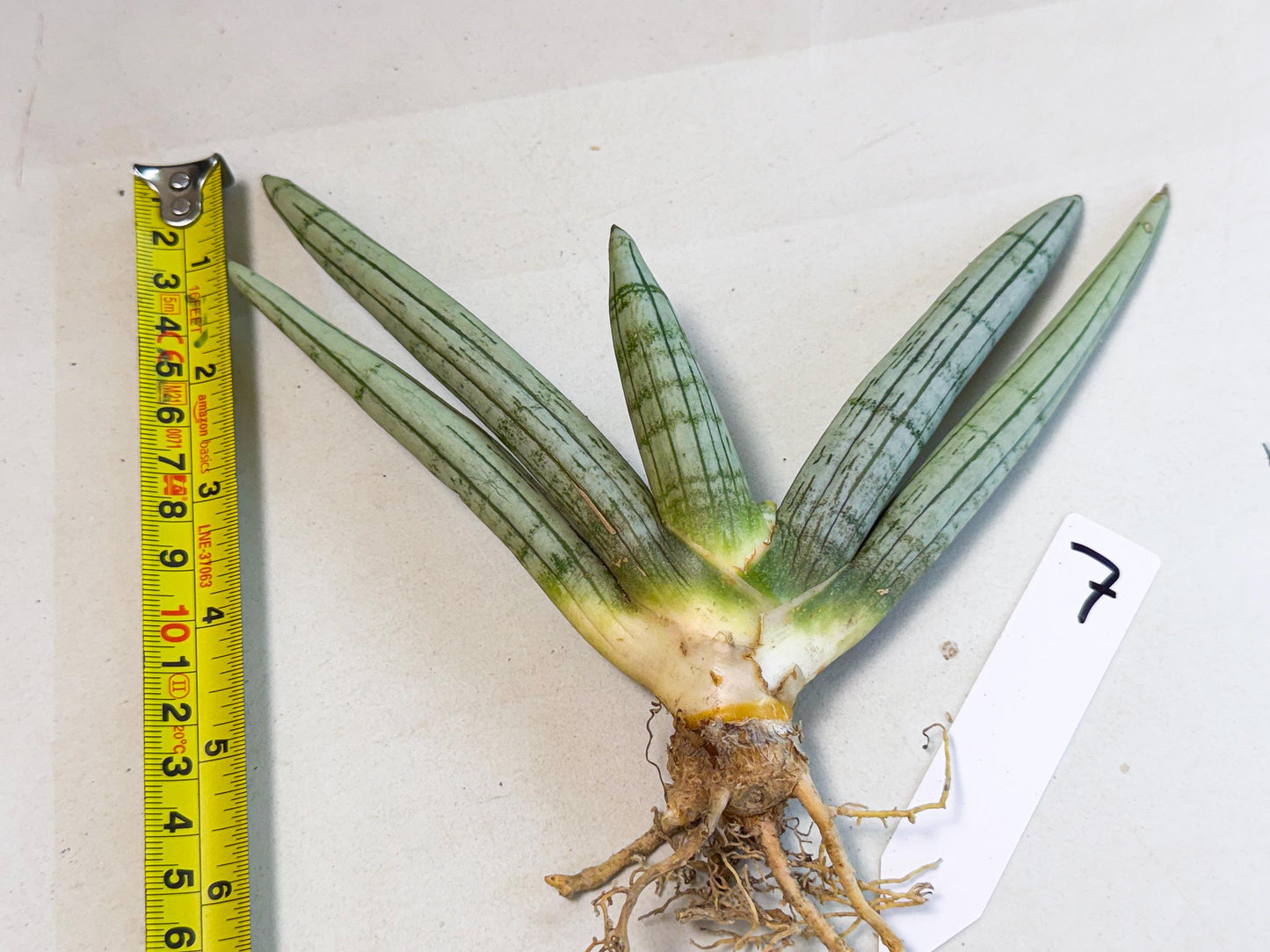 Sansevieria Silver Giant (o7) | Indoor Snake Plant