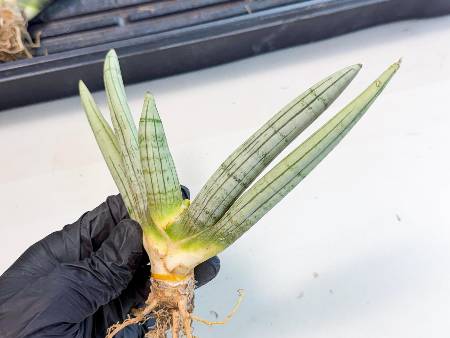 Sansevieria Silver Giant (o7) | Indoor Snake Plant