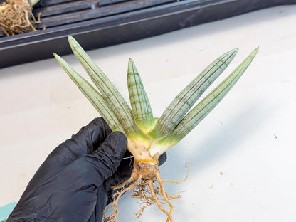Sansevieria Silver Giant (o7) | Indoor Snake Plant