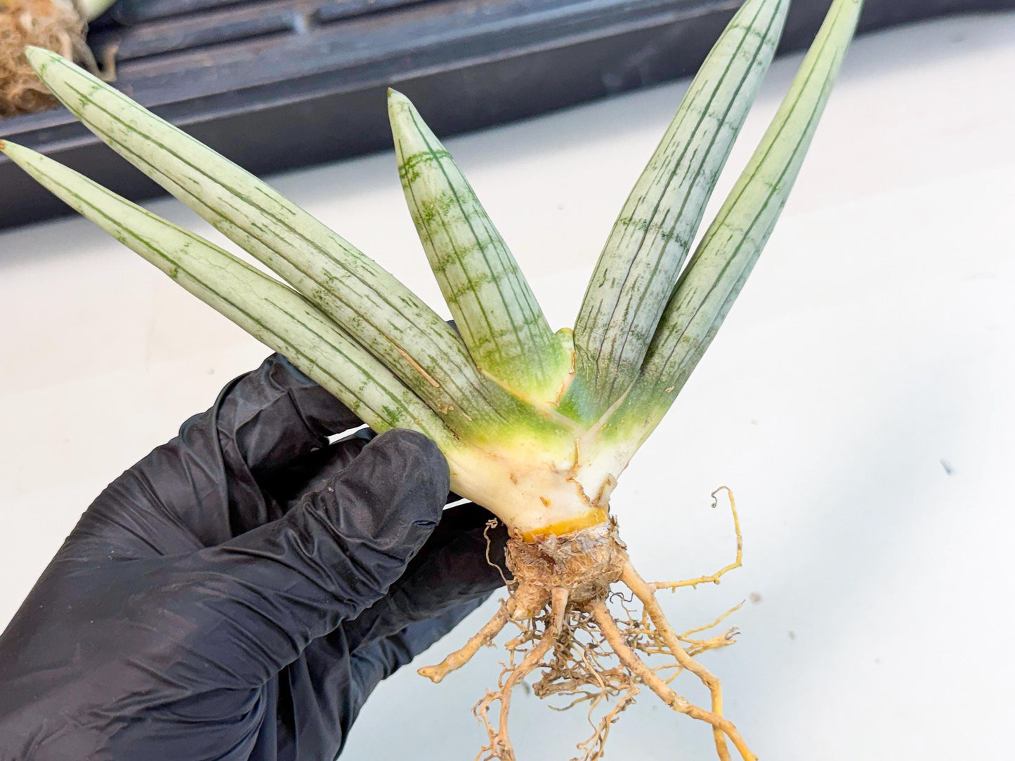 Sansevieria Silver Giant (o7) | Indoor Snake Plant