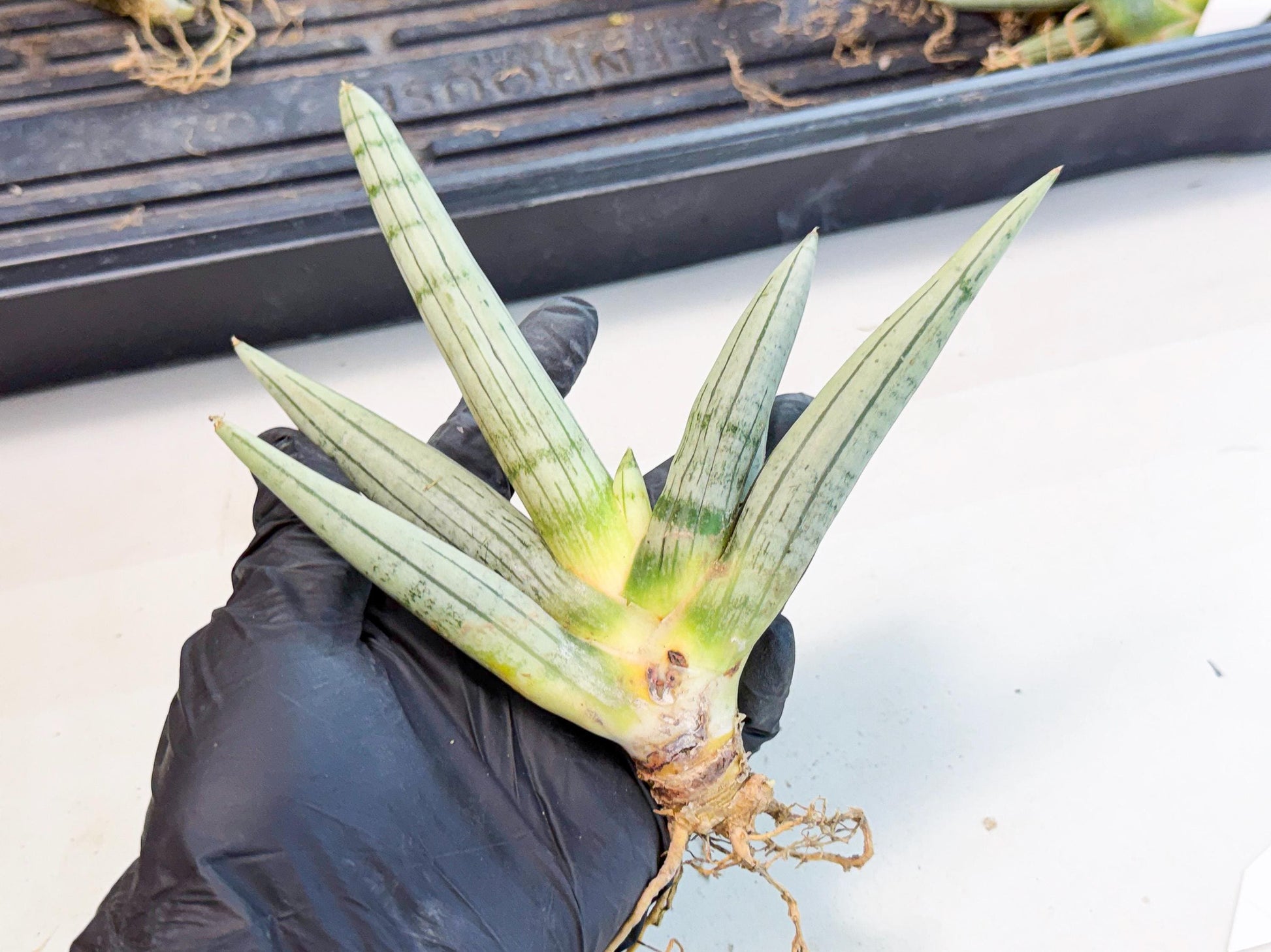 Sansevieria Silver Giant (9) | Indoor Snake Plant