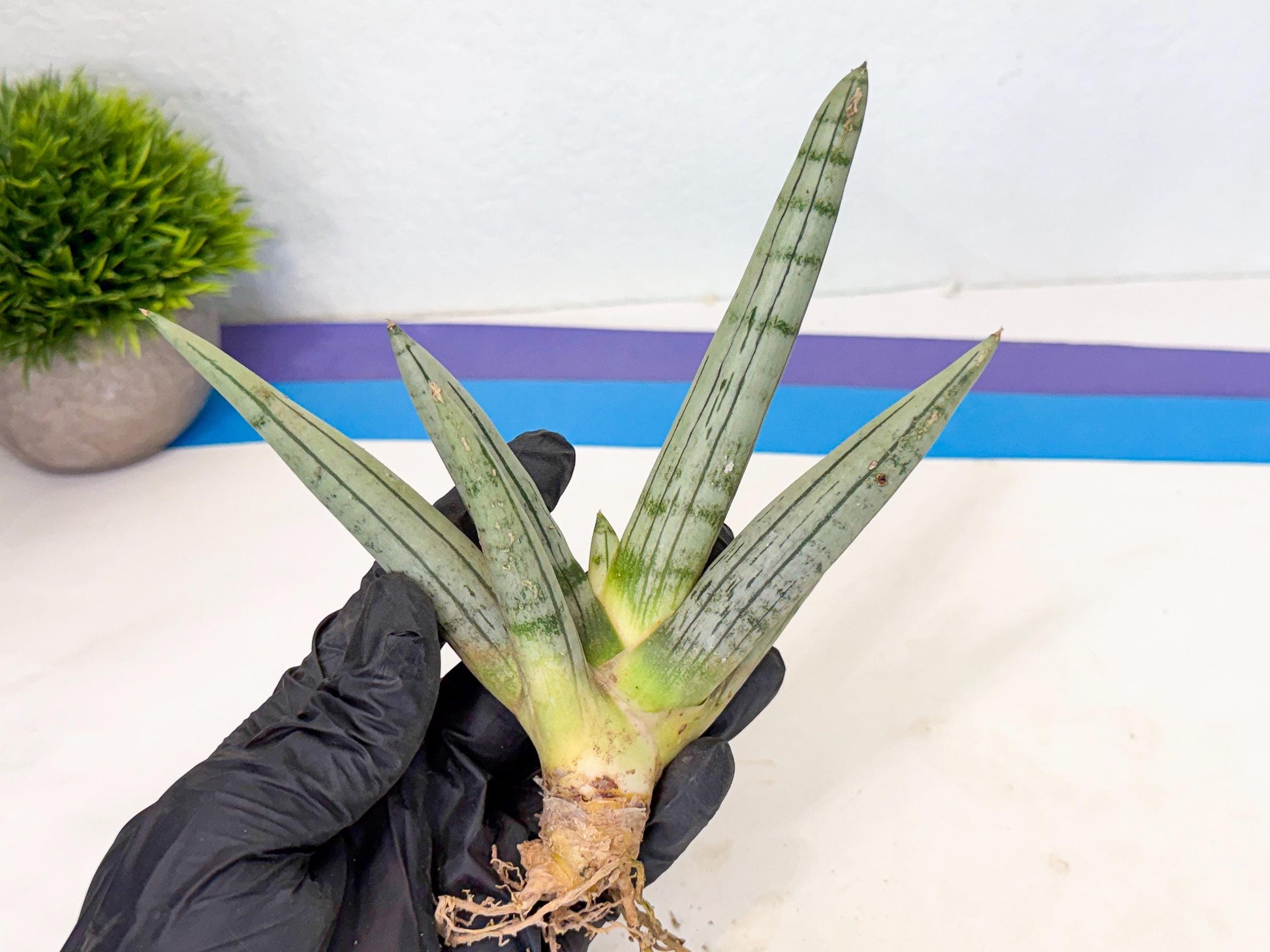 Sansevieria Silver Giant (9) | Indoor Snake Plant
