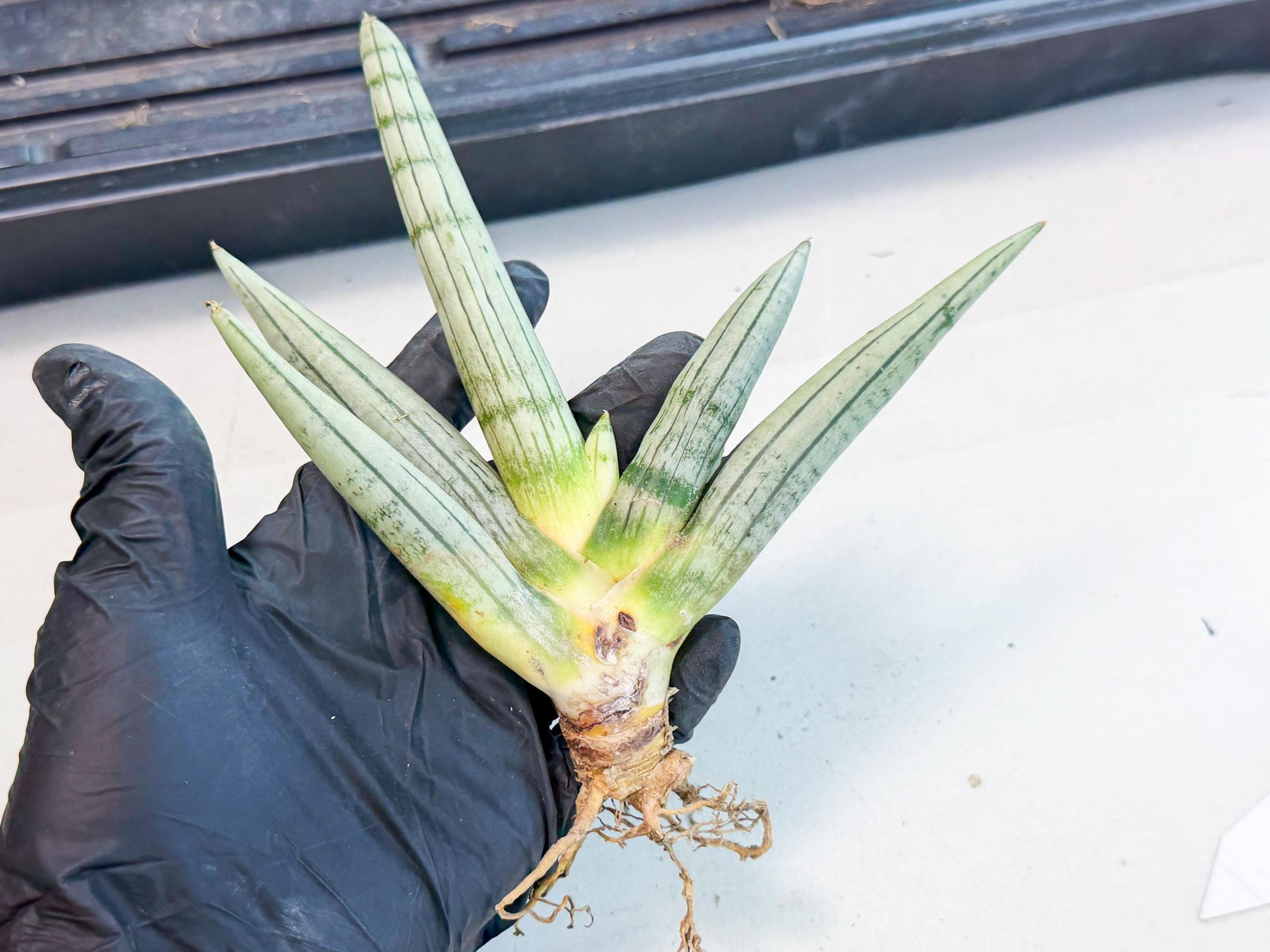 Sansevieria Silver Giant (9) | Indoor Snake Plant