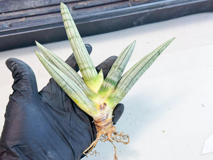 Sansevieria Silver Giant (9) | Indoor Snake Plant