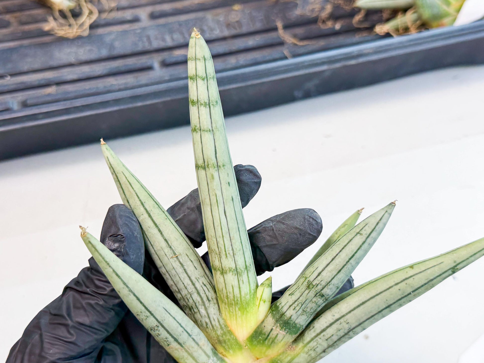 Sansevieria Silver Giant (9) | Indoor Snake Plant
