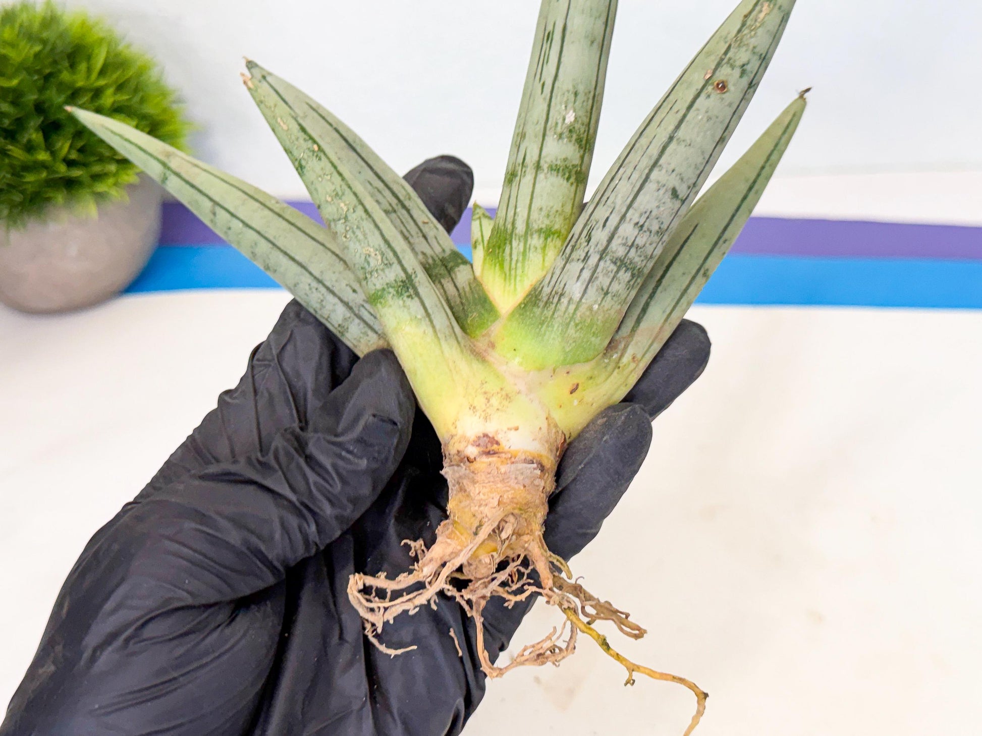 Sansevieria Silver Giant (9) | Indoor Snake Plant