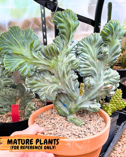 Myrtillocactus Crested (b) | Rare Plants