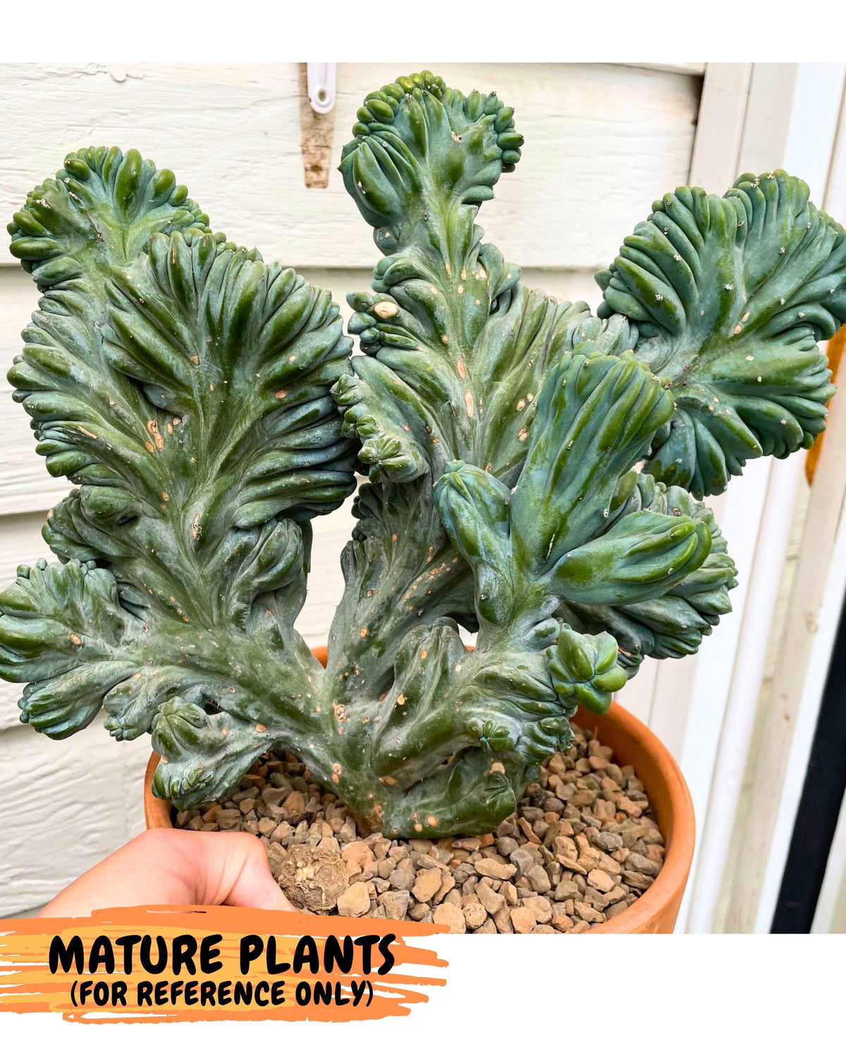 Myrtillocactus Crested (b) | Rare Plants