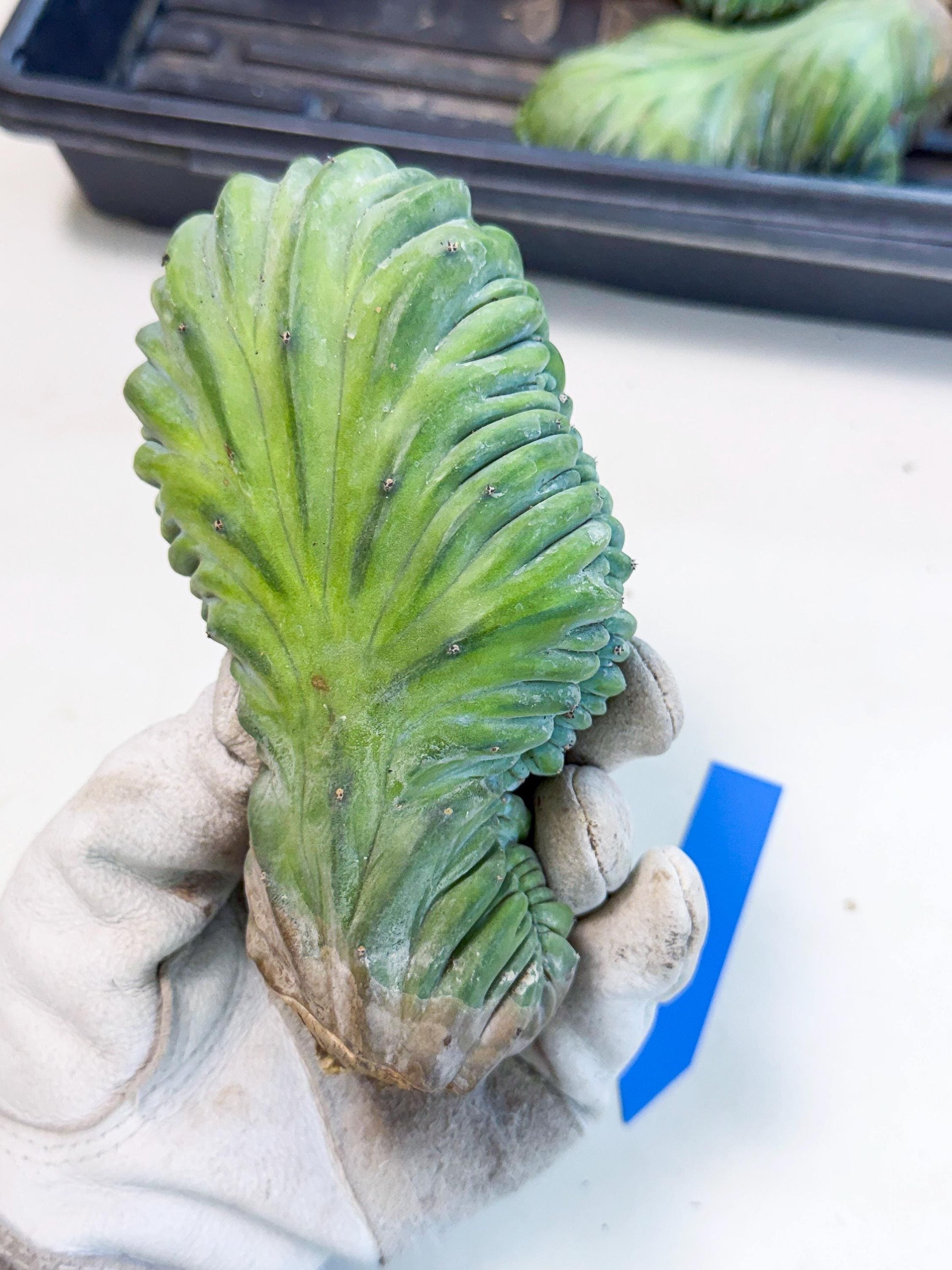 Myrtillocactus Crested (b) | Rare Plants