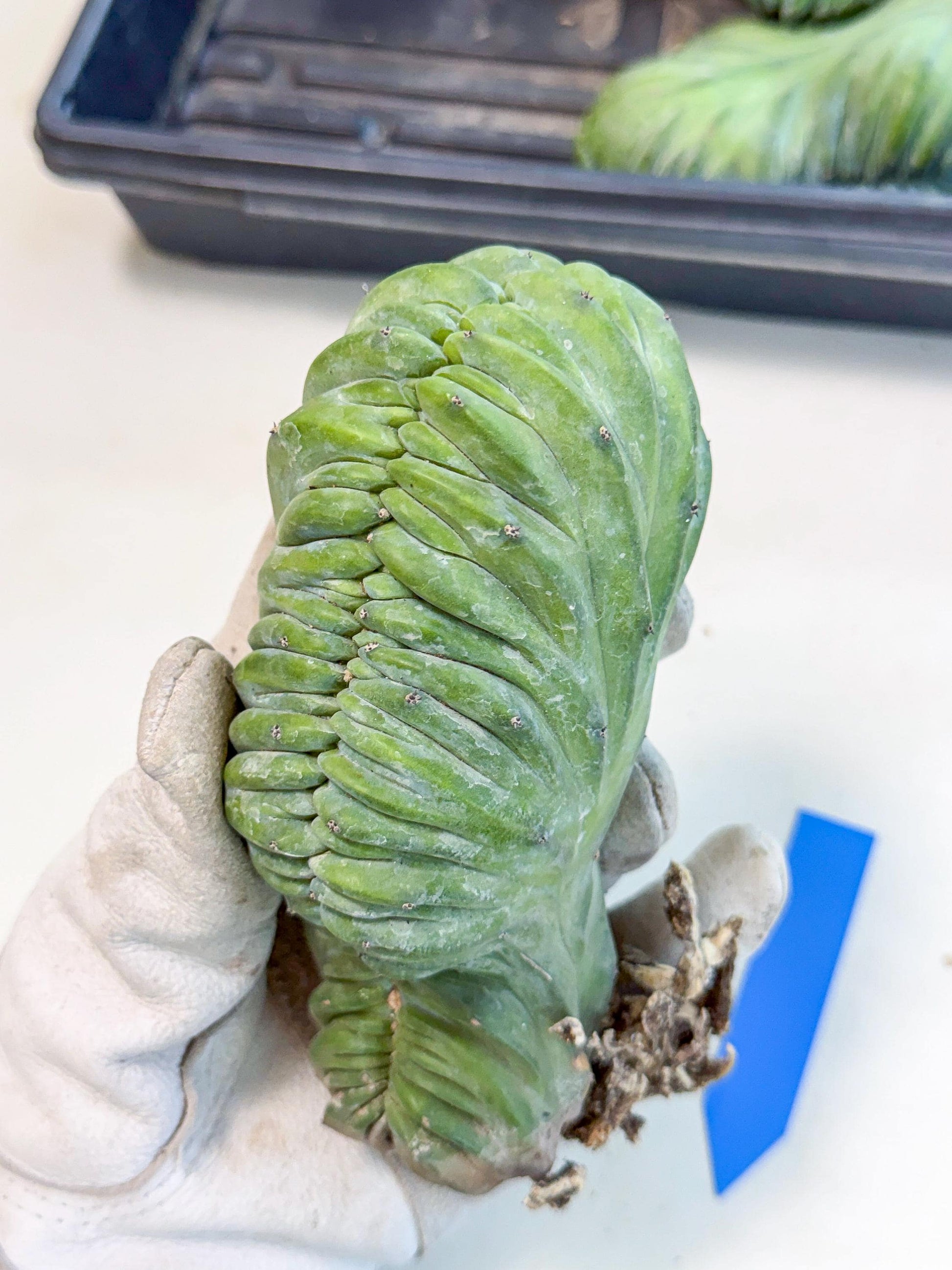 Myrtillocactus Crested (b) | Rare Plants
