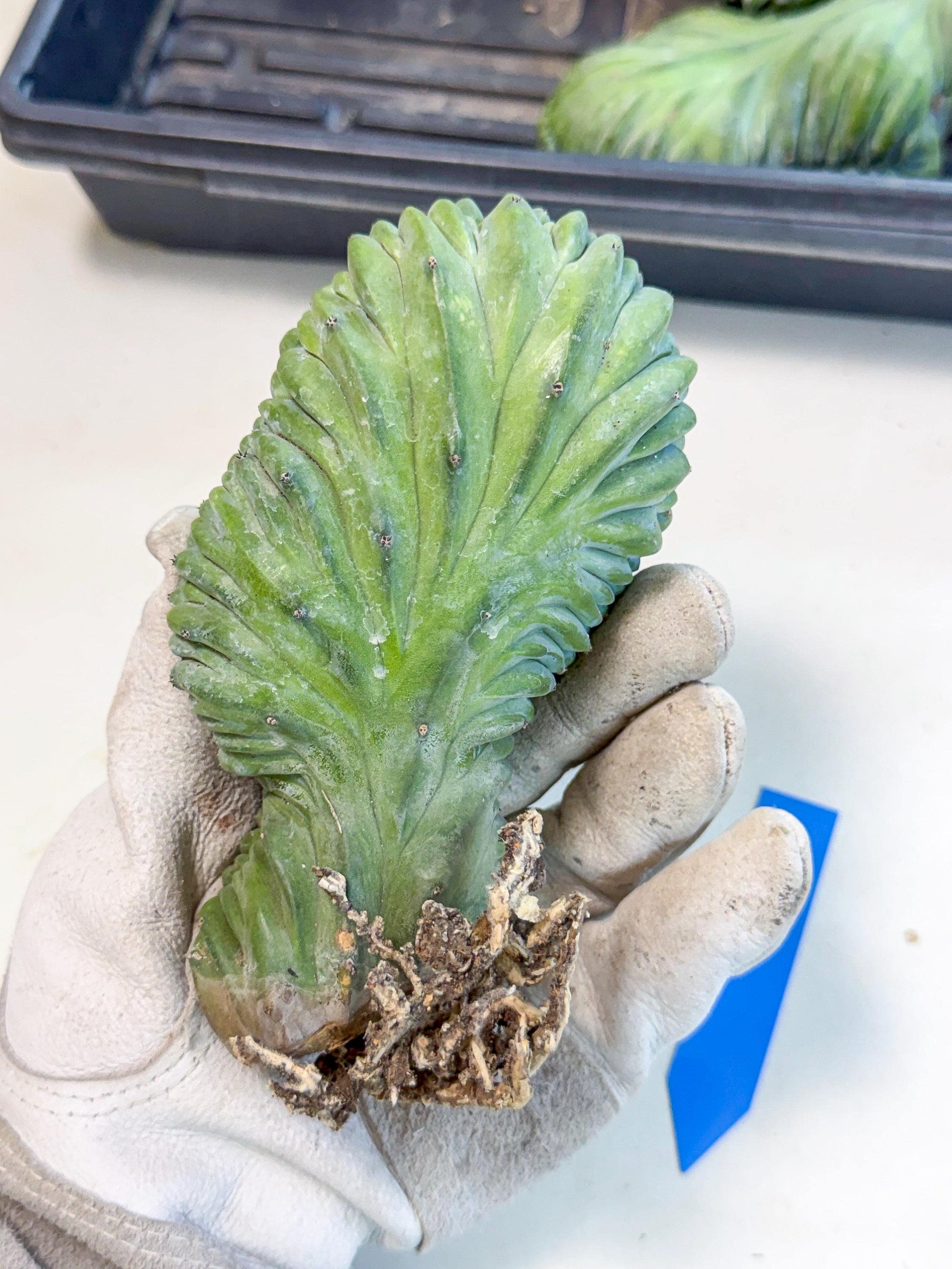 Myrtillocactus Crested (b) | Rare Plants