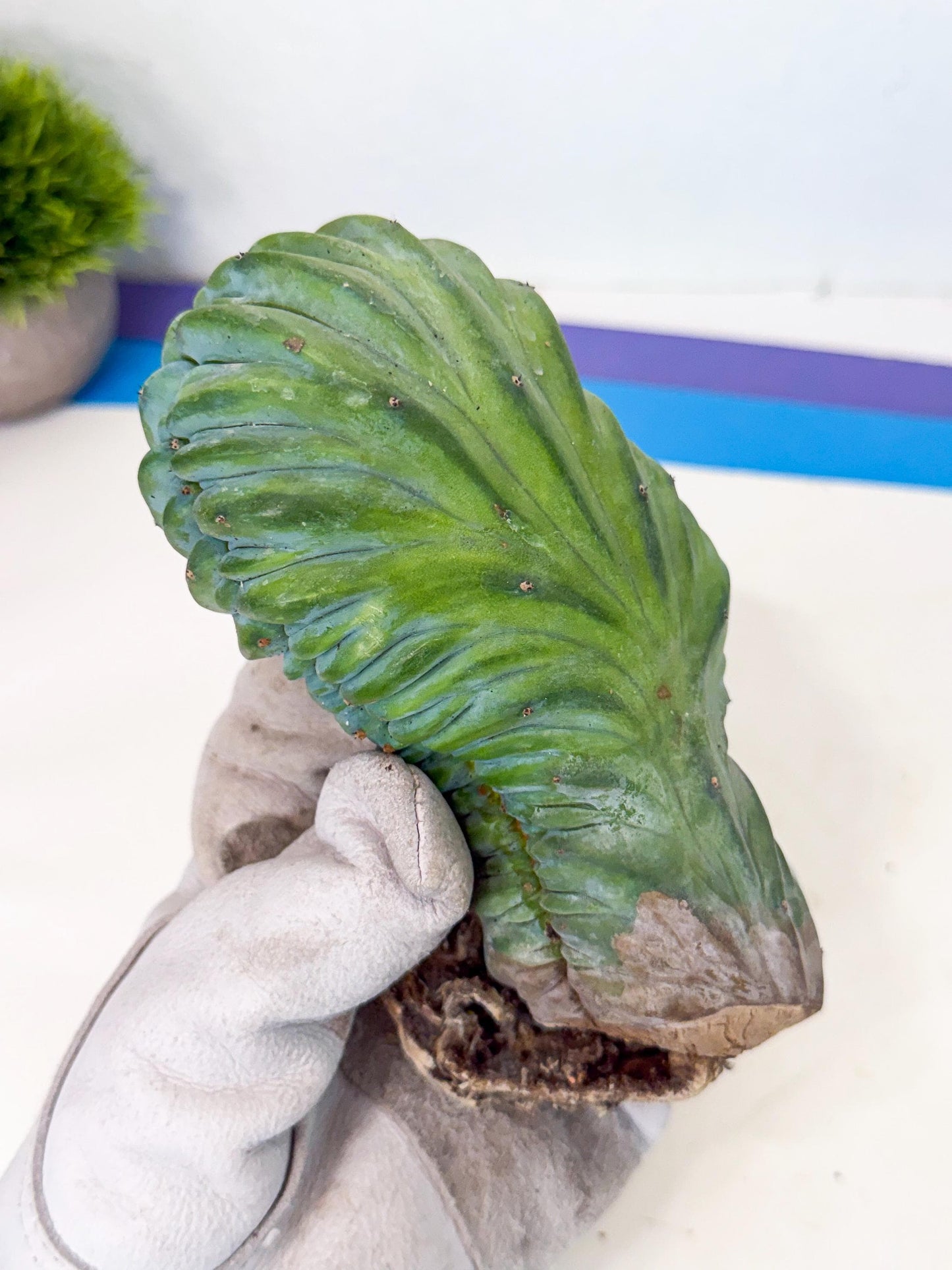 Myrtillocactus Crested (b) | Rare Plants