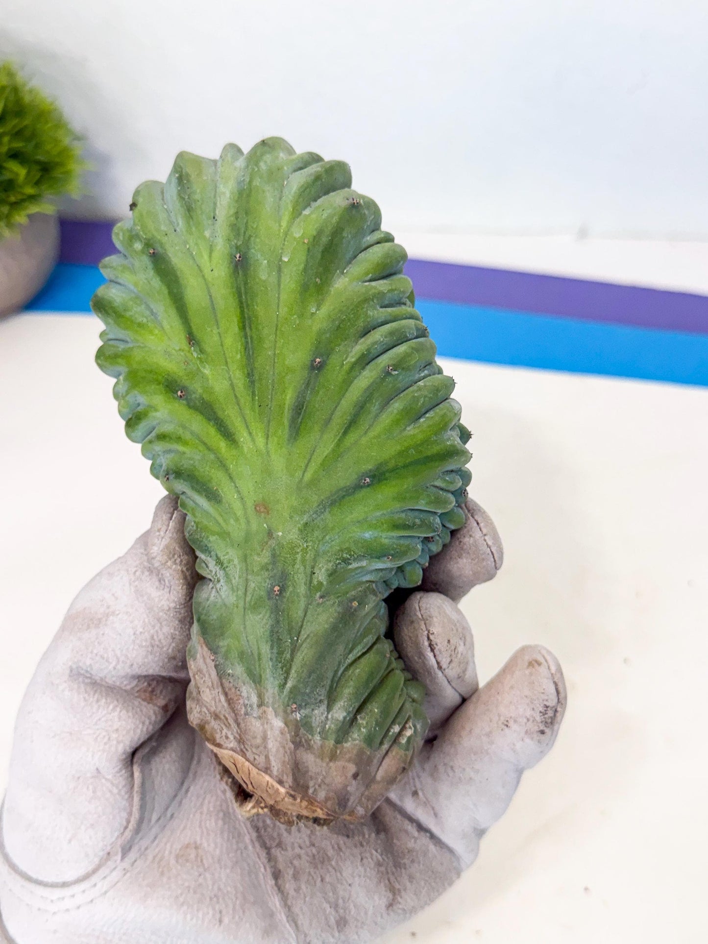 Myrtillocactus Crested (b) | Rare Plants