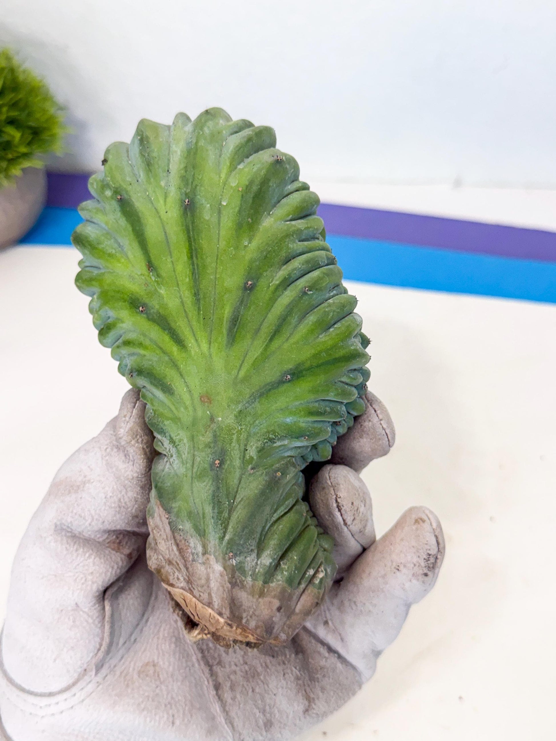 Myrtillocactus Crested (b) | Rare Plants
