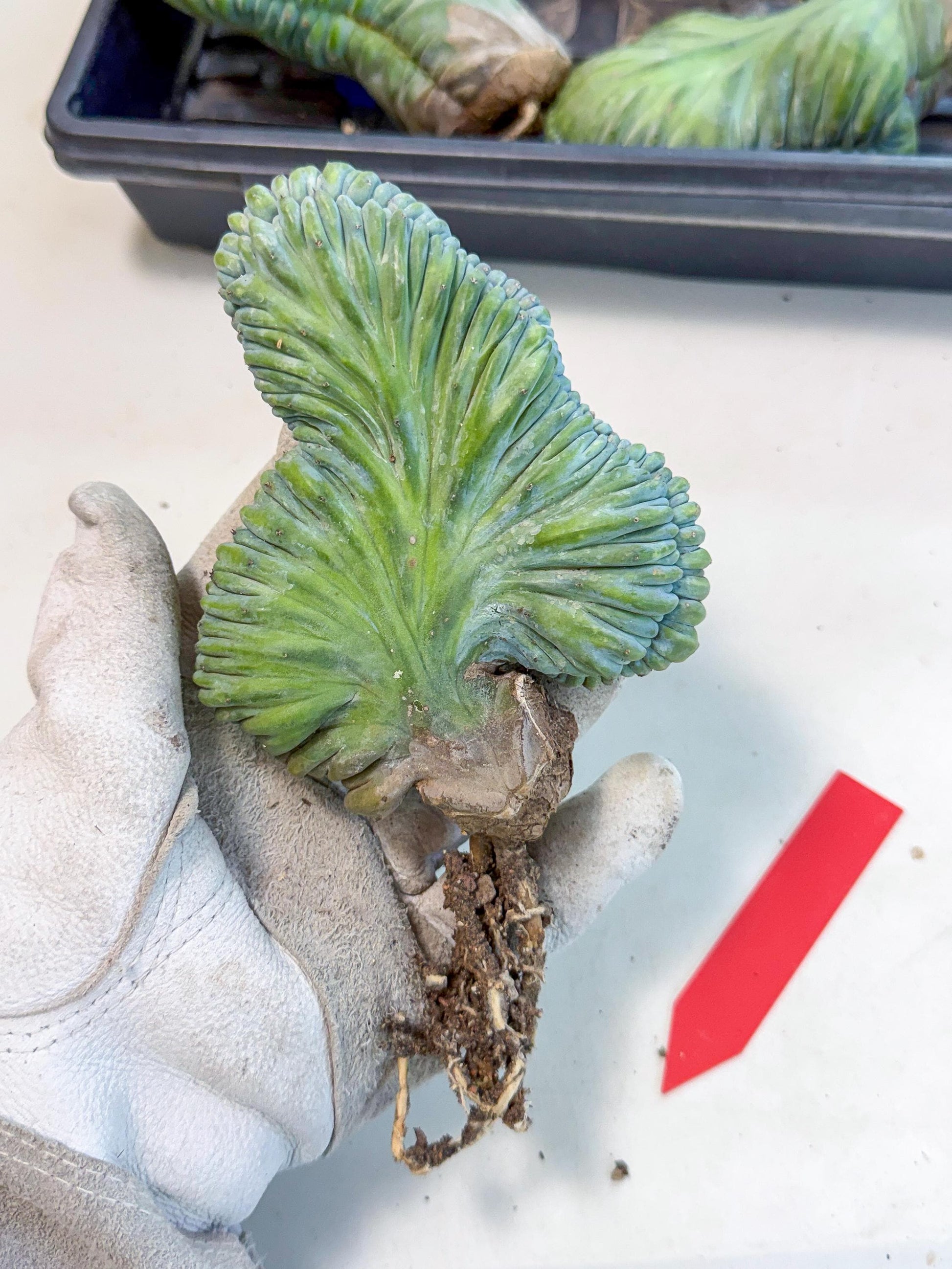 Myrtillocactus Crested (r) | Rare Plants