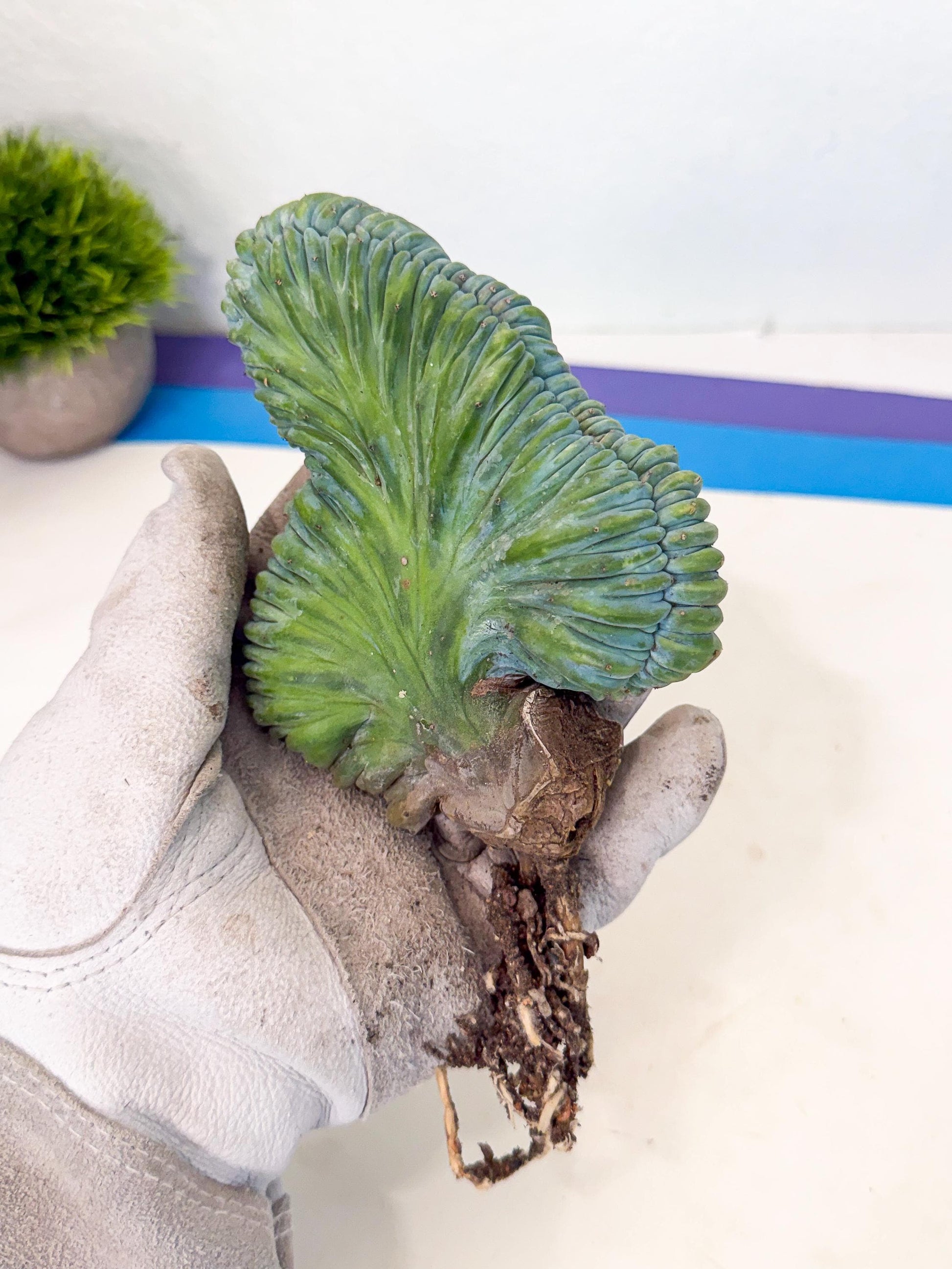 Myrtillocactus Crested (r) | Rare Plants