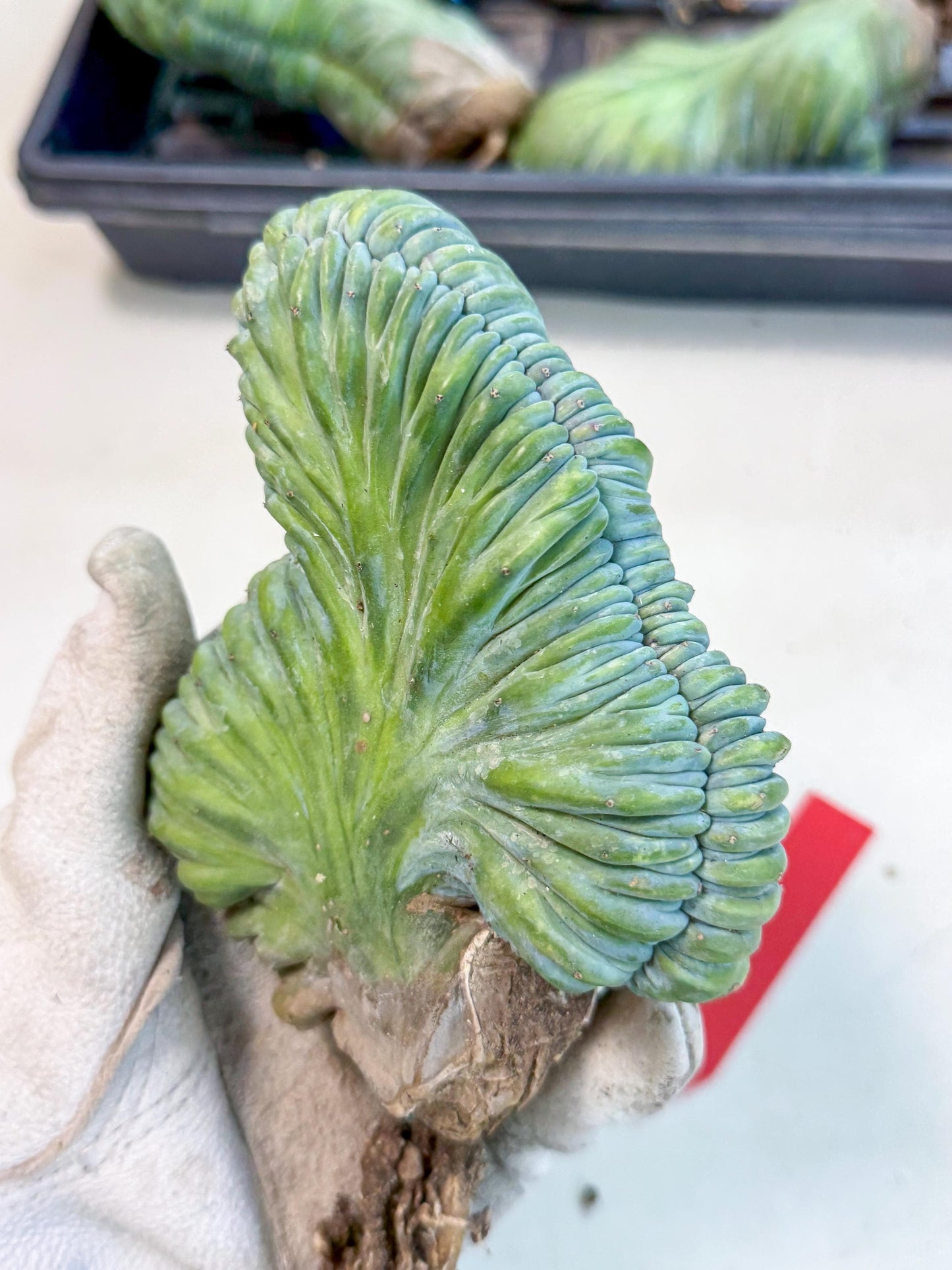 Myrtillocactus Crested (r) | Rare Plants