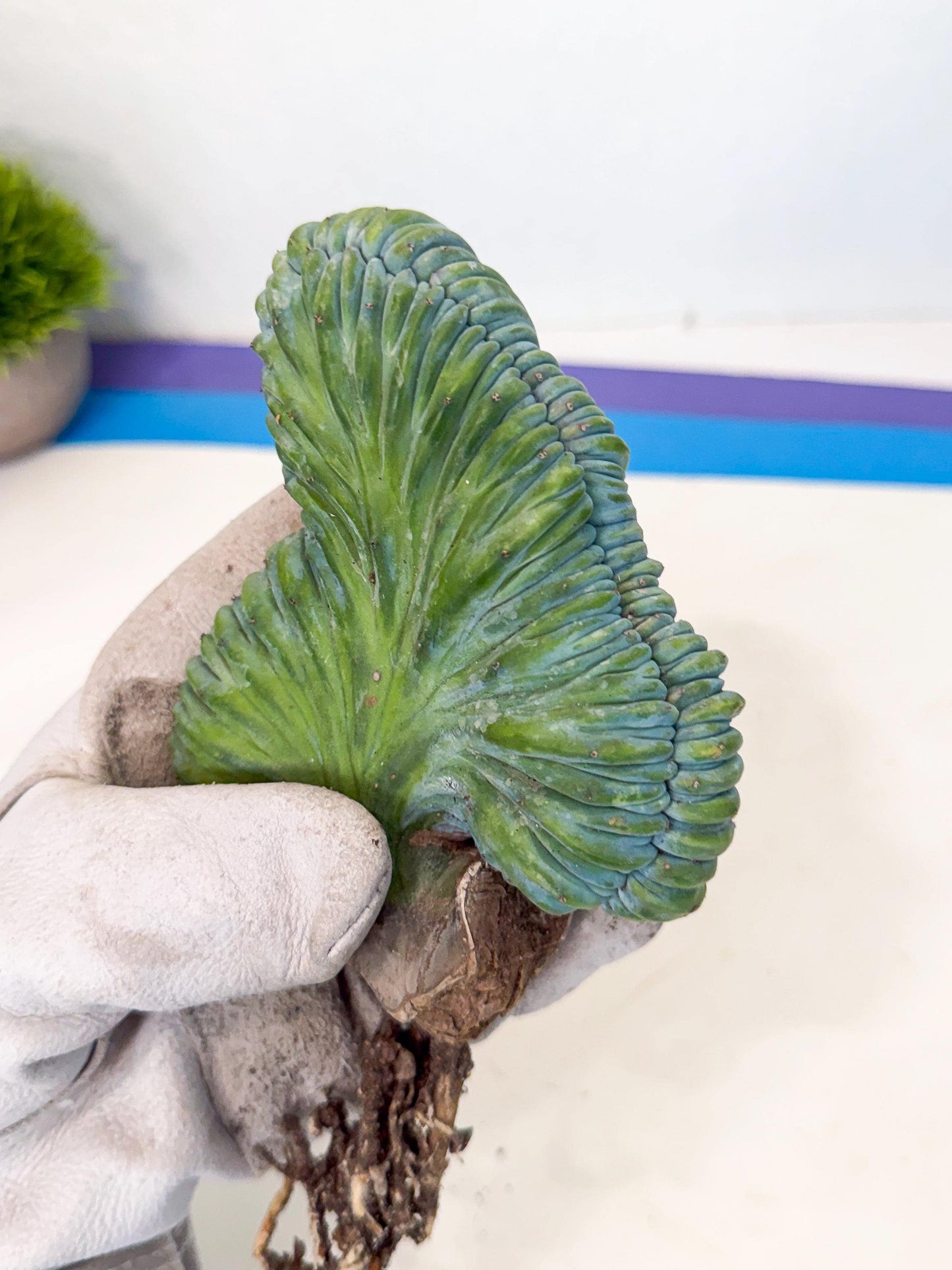Myrtillocactus Crested (r) | Rare Plants