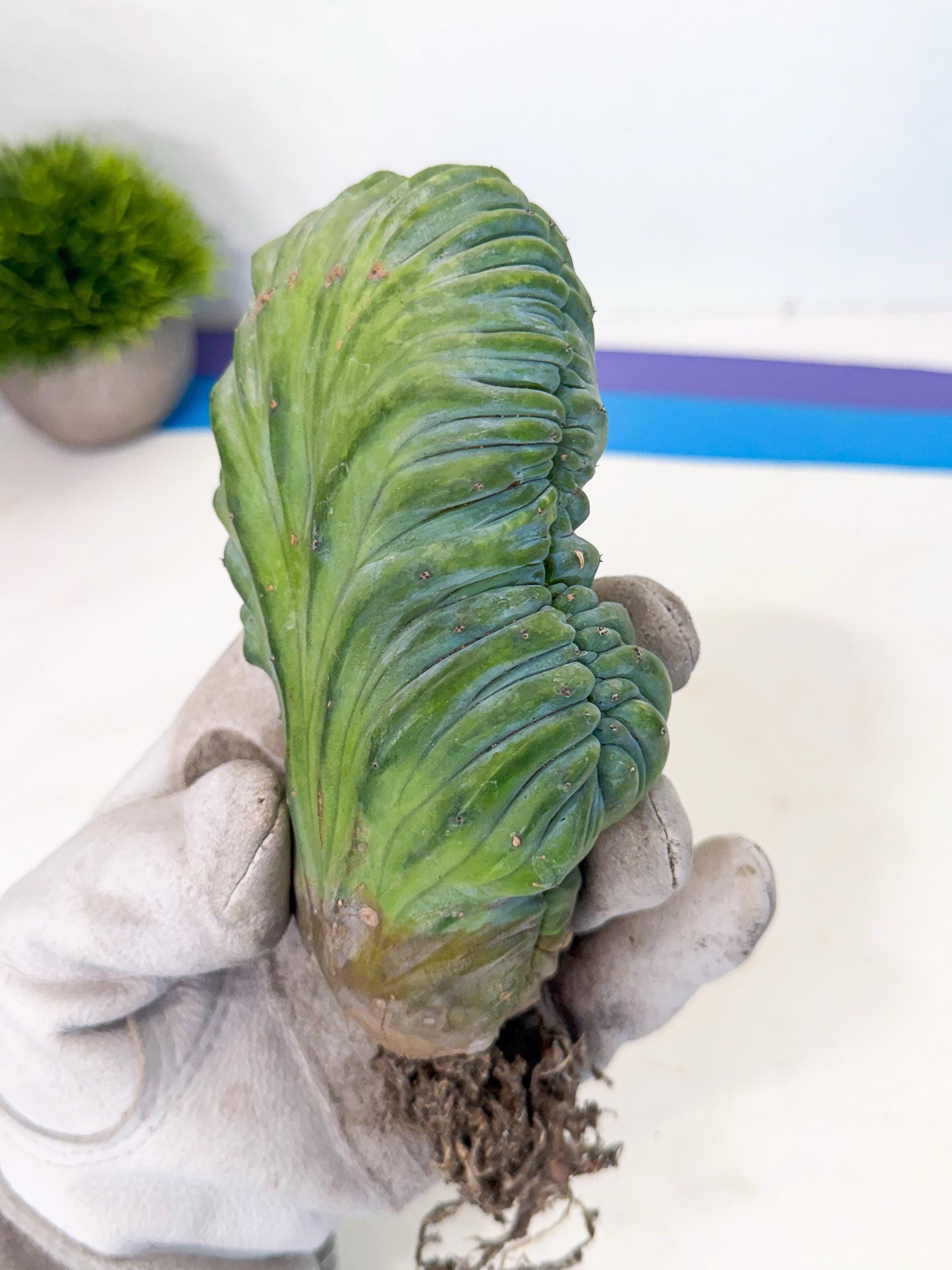 Myrtillocactus Crested (g) | Rare Plants