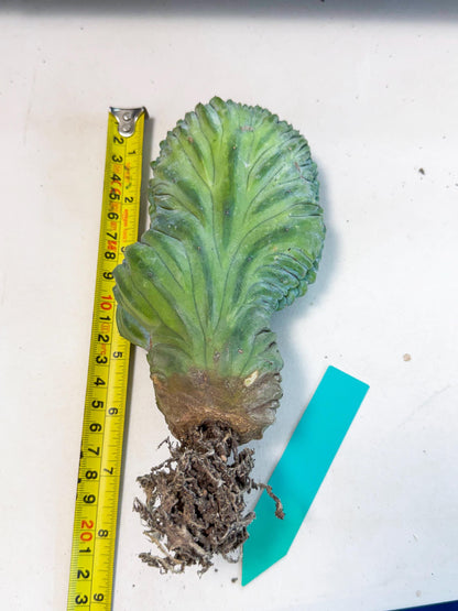 Myrtillocactus Crested (g) | Rare Plants