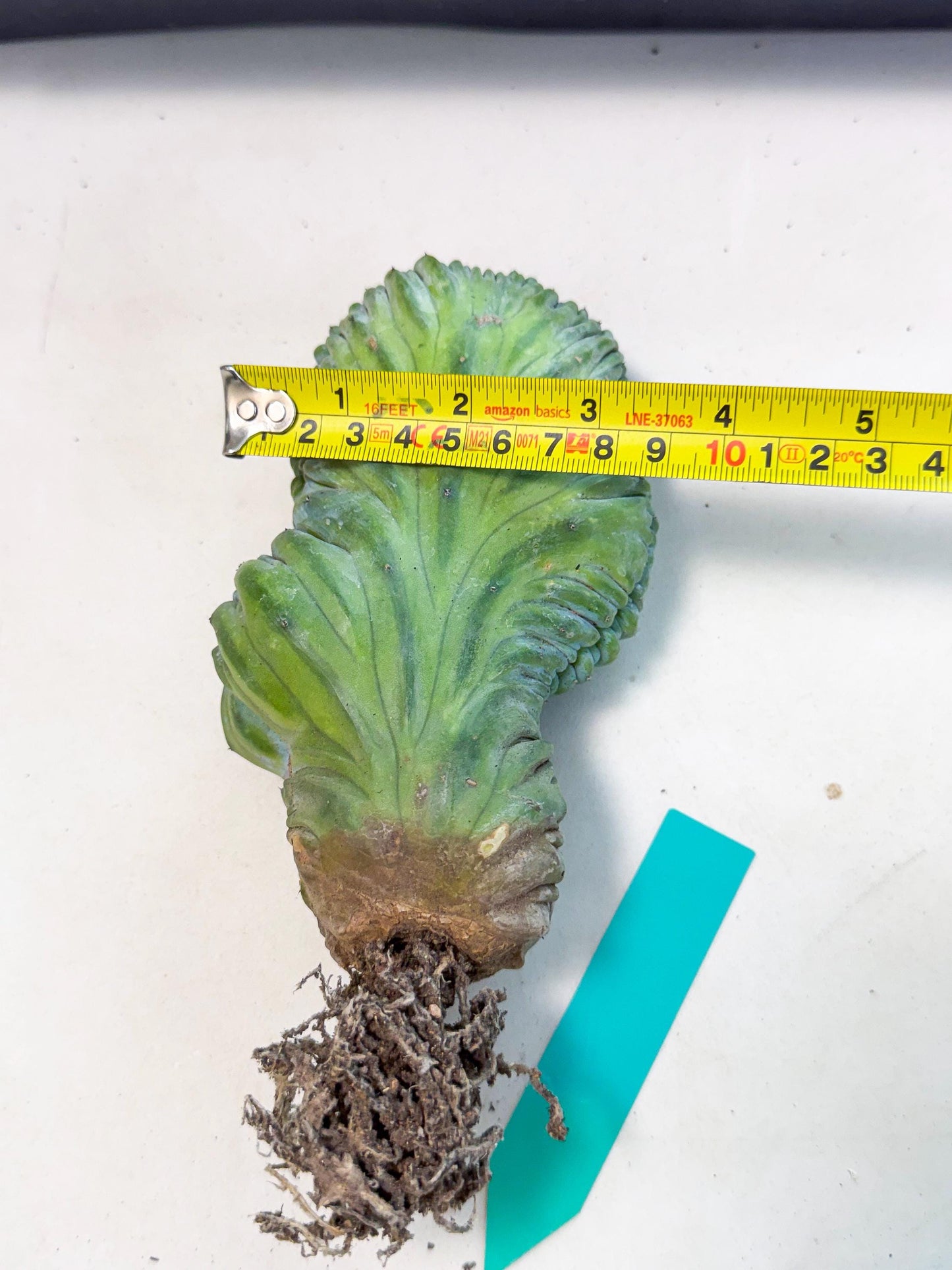 Myrtillocactus Crested (g) | Rare Plants