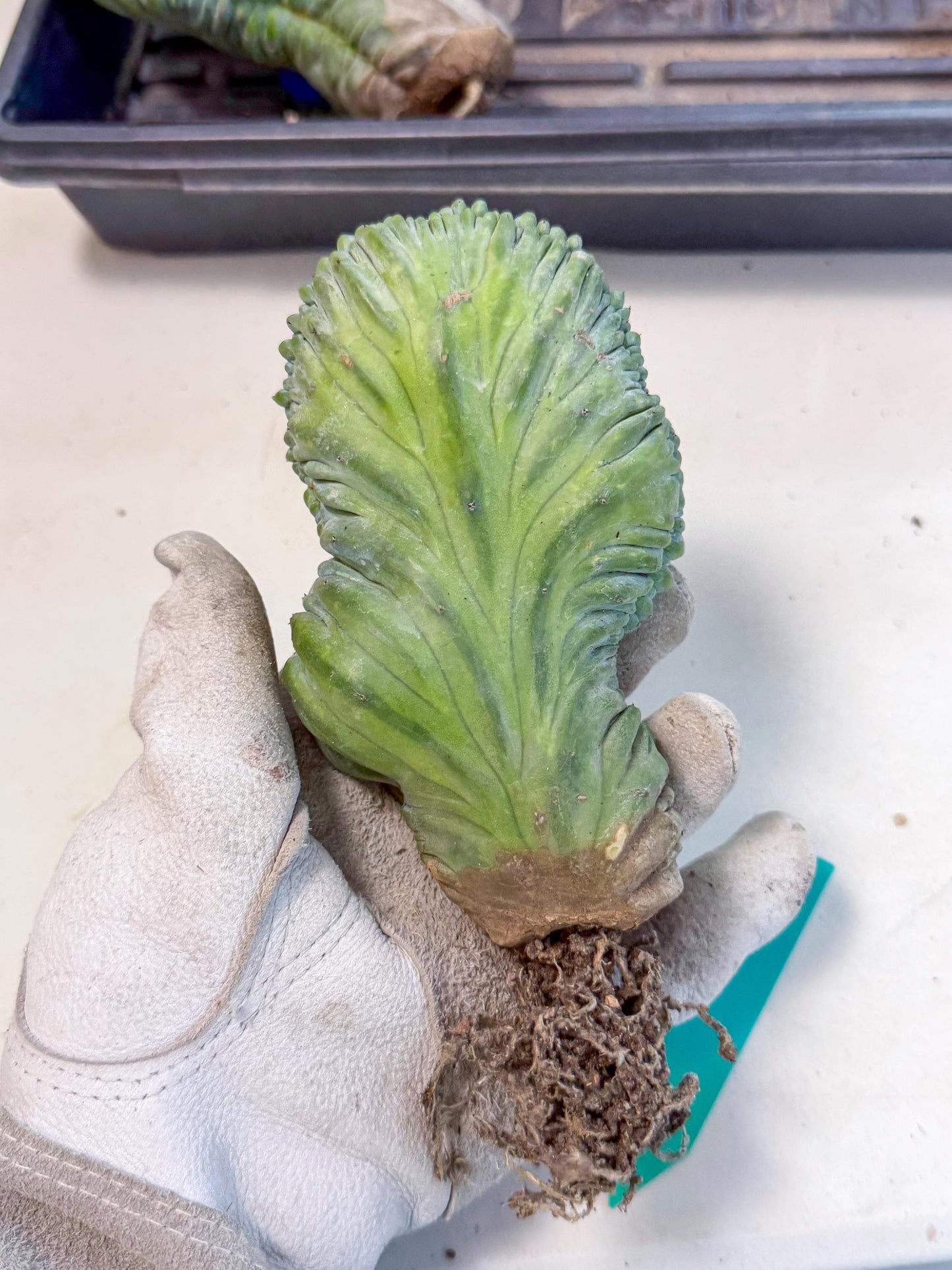 Myrtillocactus Crested (g) | Rare Plants