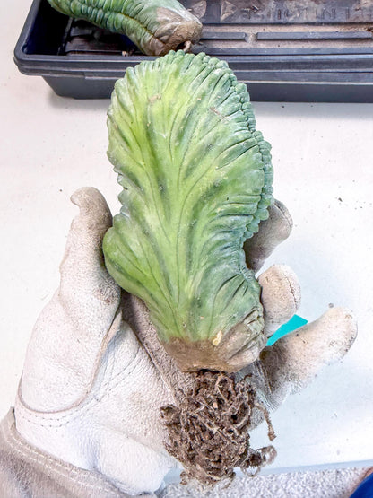 Myrtillocactus Crested (g) | Rare Plants