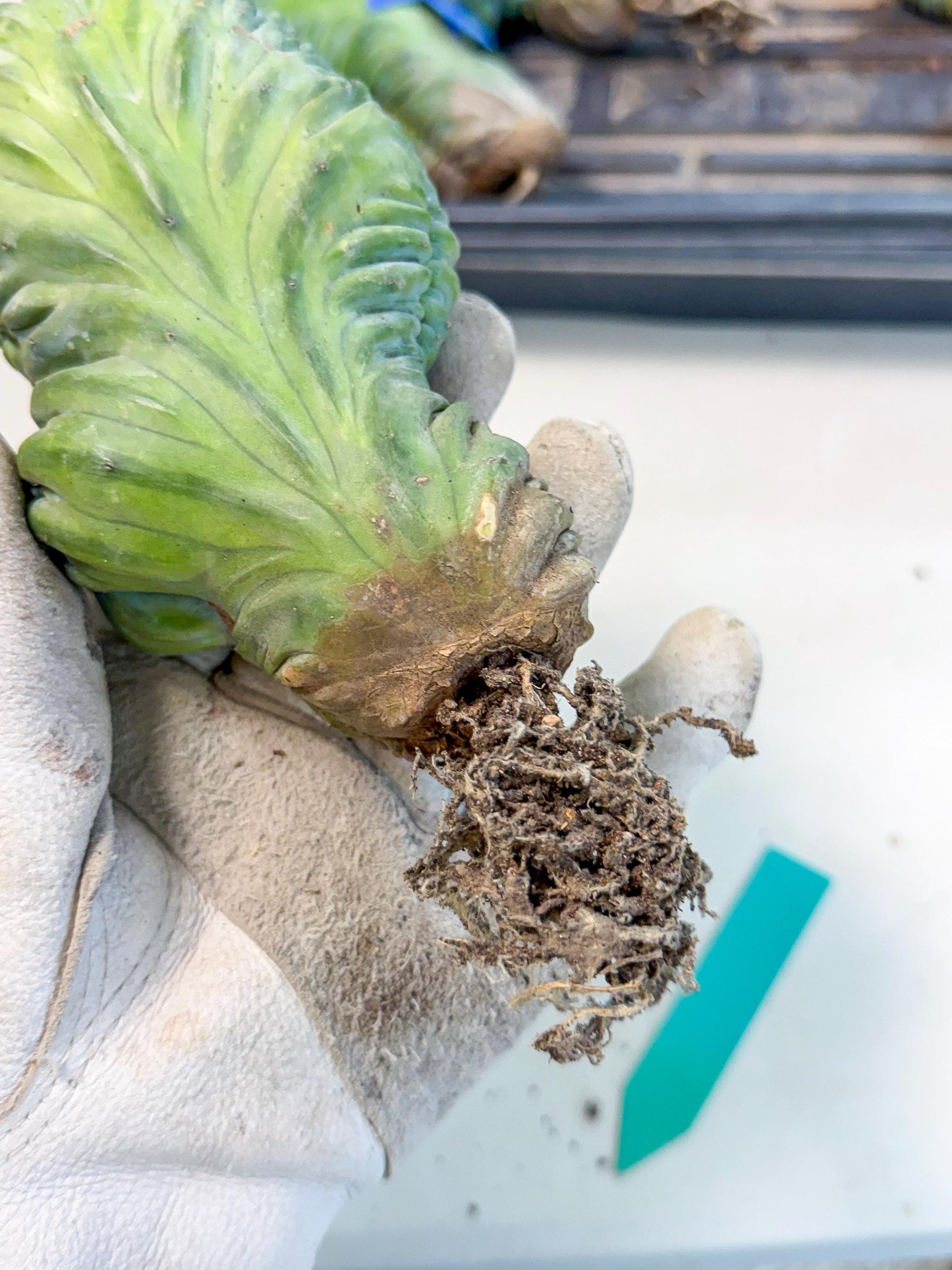 Myrtillocactus Crested (g) | Rare Plants