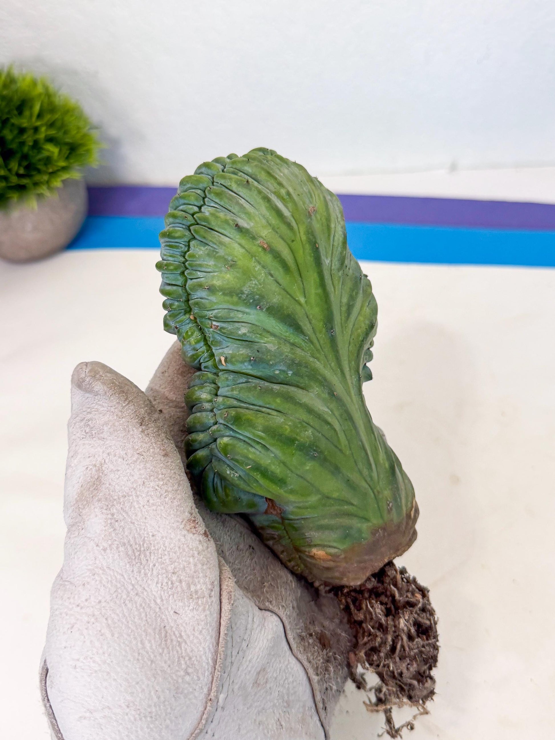 Myrtillocactus Crested (g) | Rare Plants