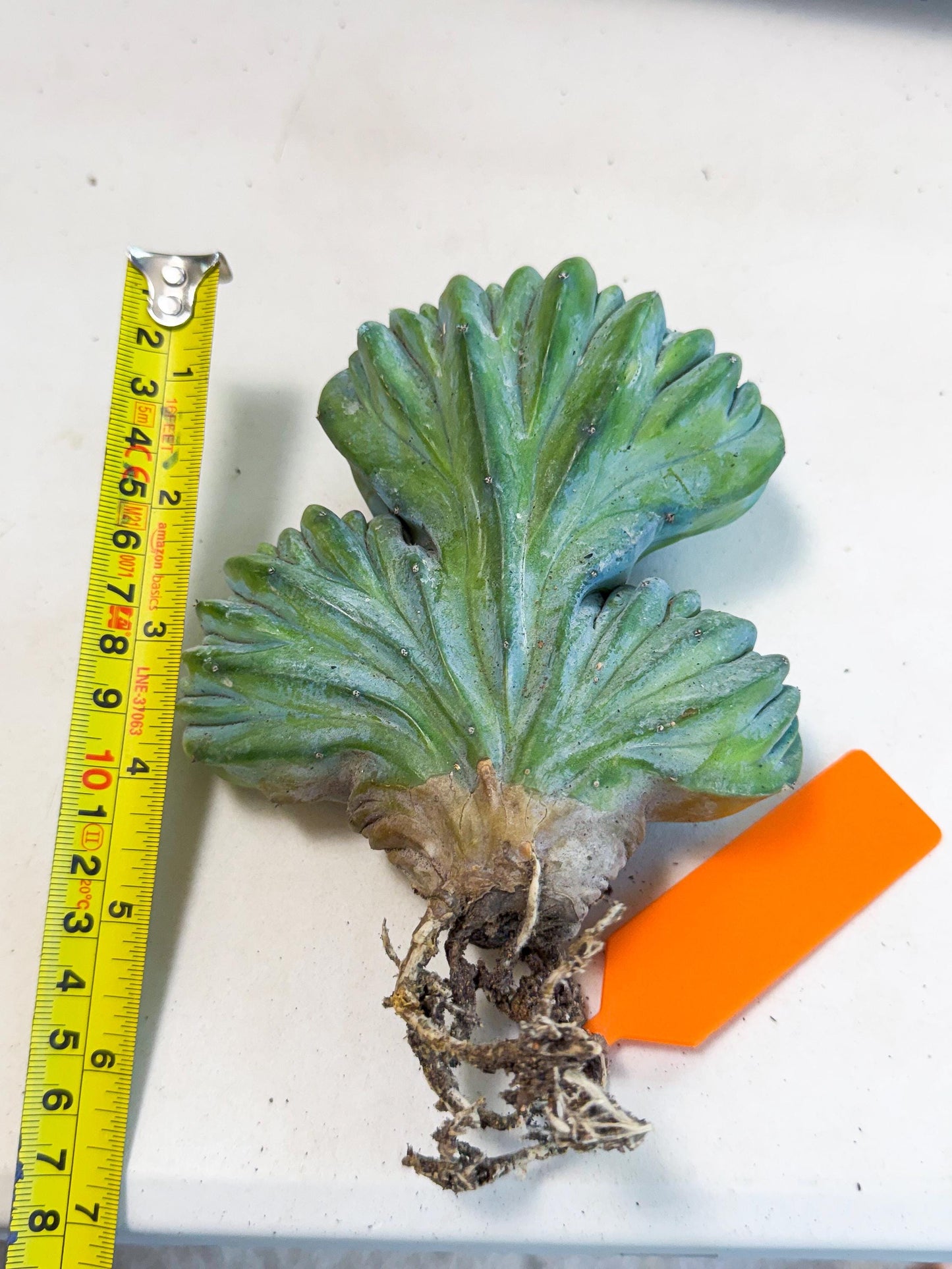 Myrtillocactus Crested (o) | Rare Plants