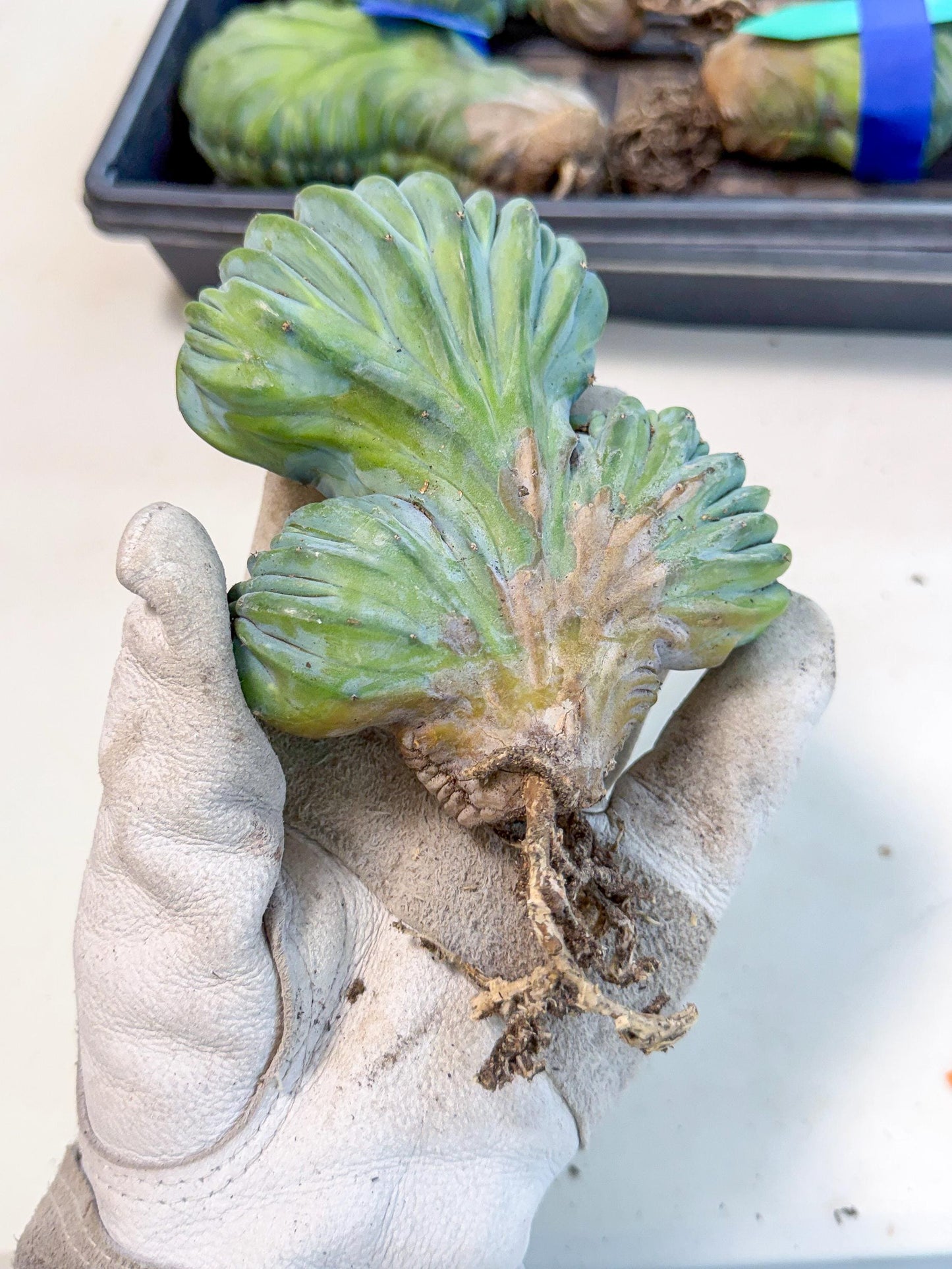 Myrtillocactus Crested (o) | Rare Plants