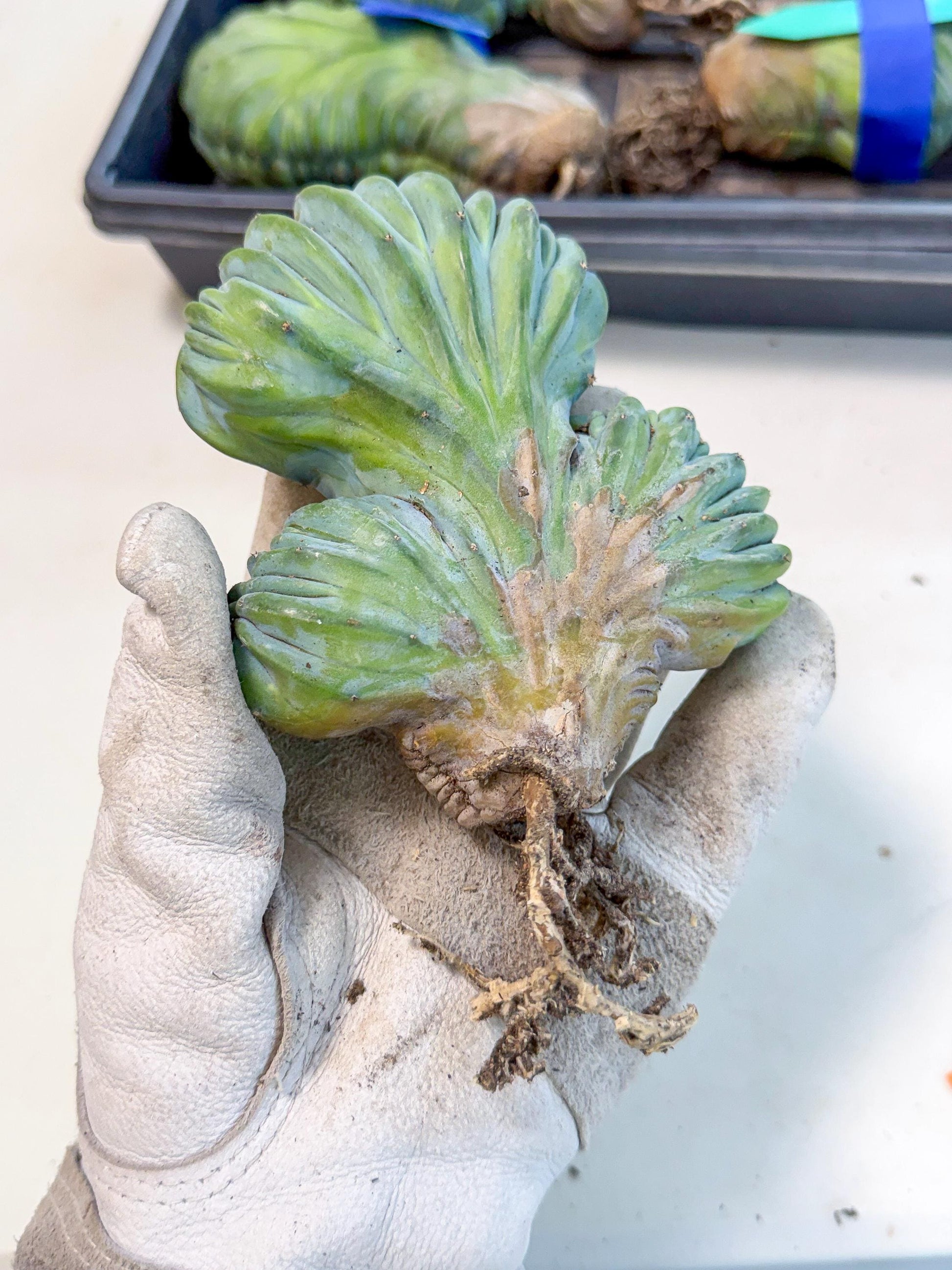 Myrtillocactus Crested (o) | Rare Plants