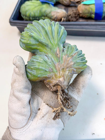 Myrtillocactus Crested (o) | Rare Plants