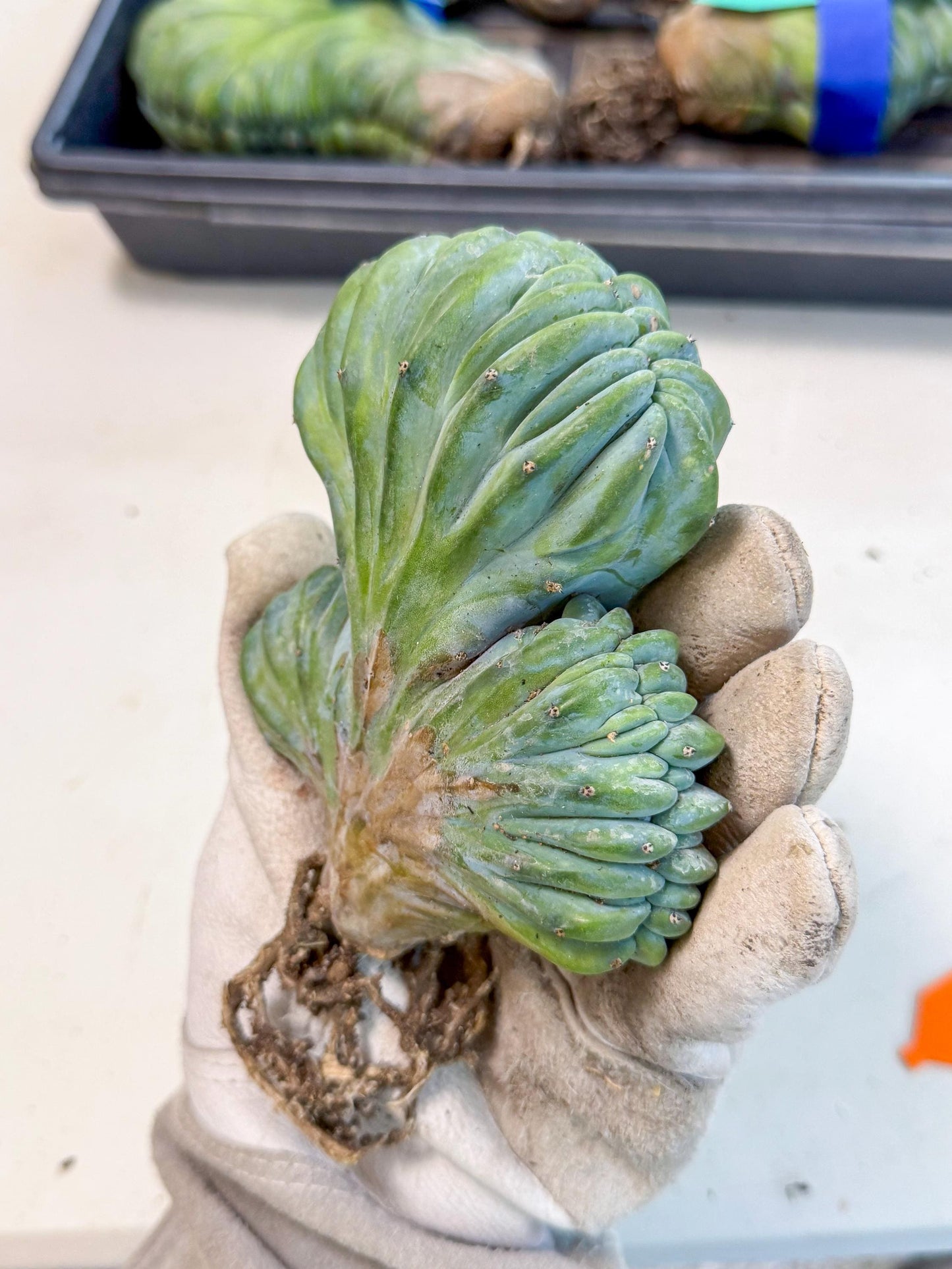 Myrtillocactus Crested (o) | Rare Plants