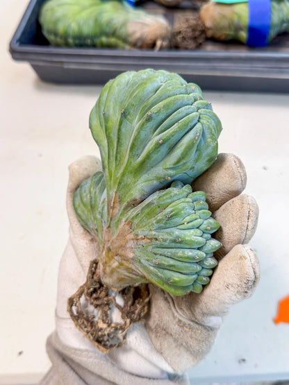 Myrtillocactus Crested (o) | Rare Plants