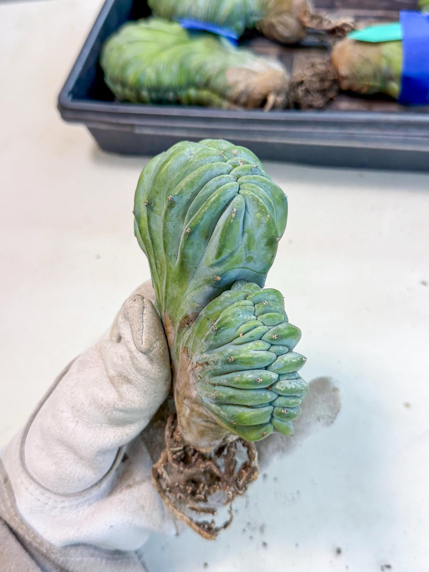 Myrtillocactus Crested (o) | Rare Plants