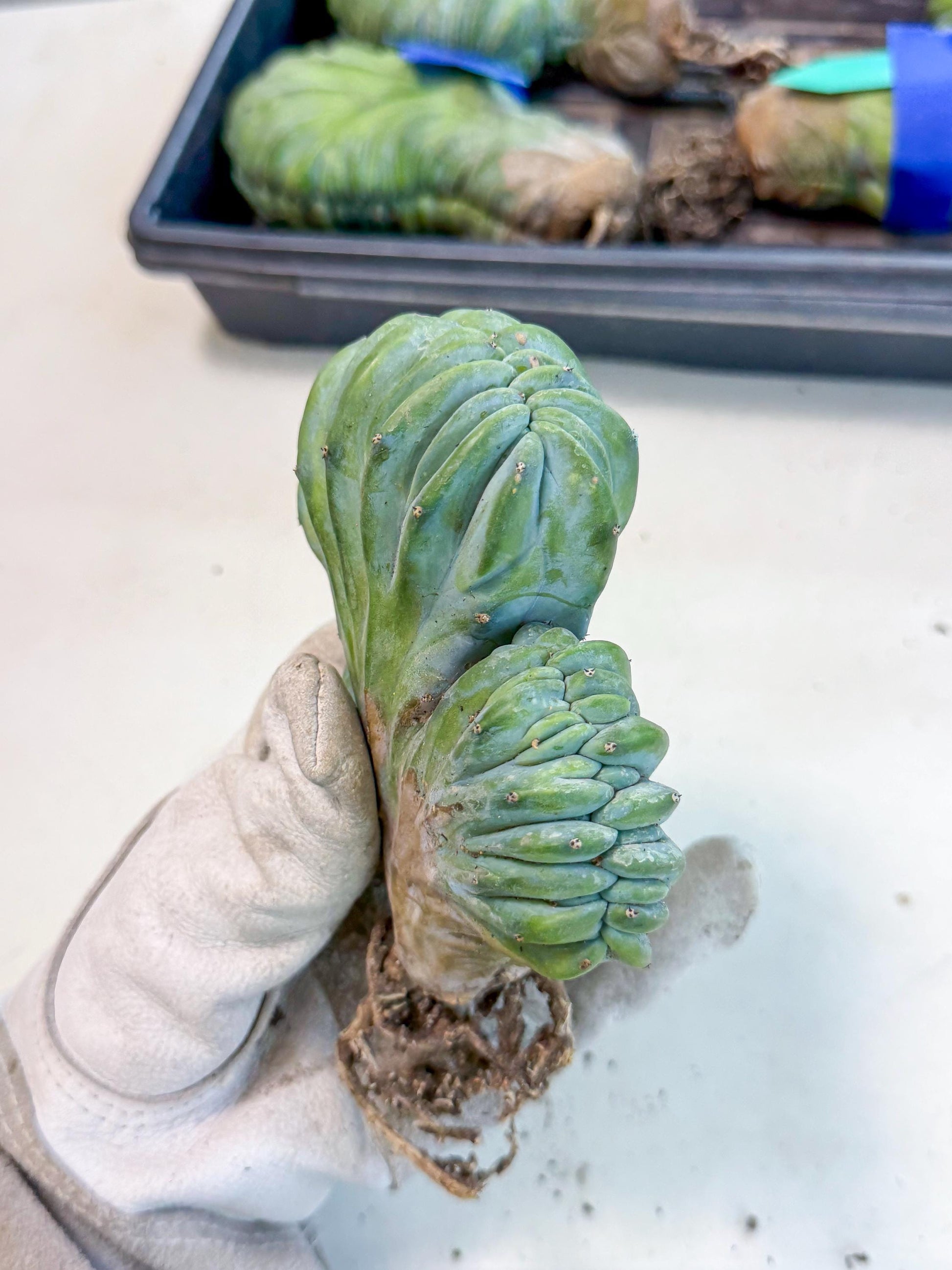 Myrtillocactus Crested (o) | Rare Plants