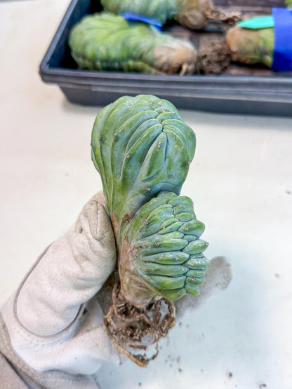 Myrtillocactus Crested (o) | Rare Plants