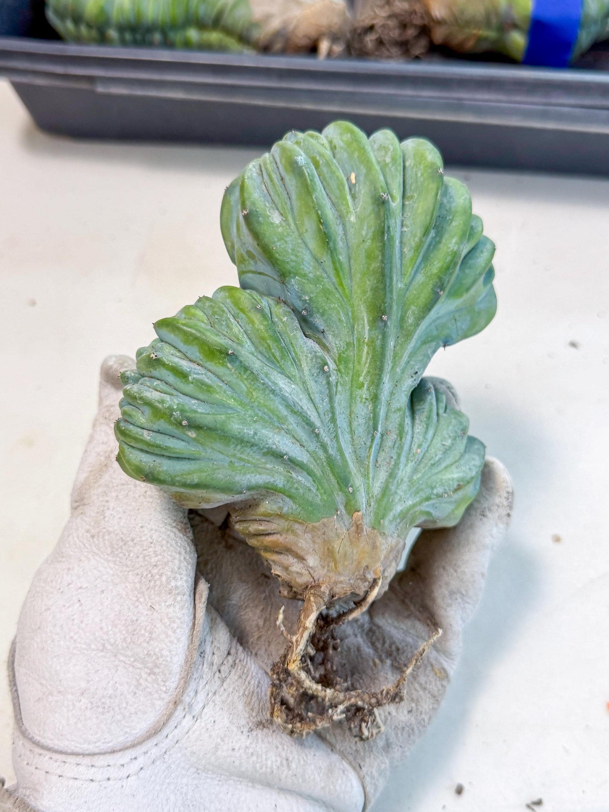 Myrtillocactus Crested (o) | Rare Plants