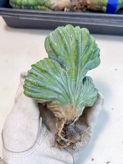 Myrtillocactus Crested (o) | Rare Plants
