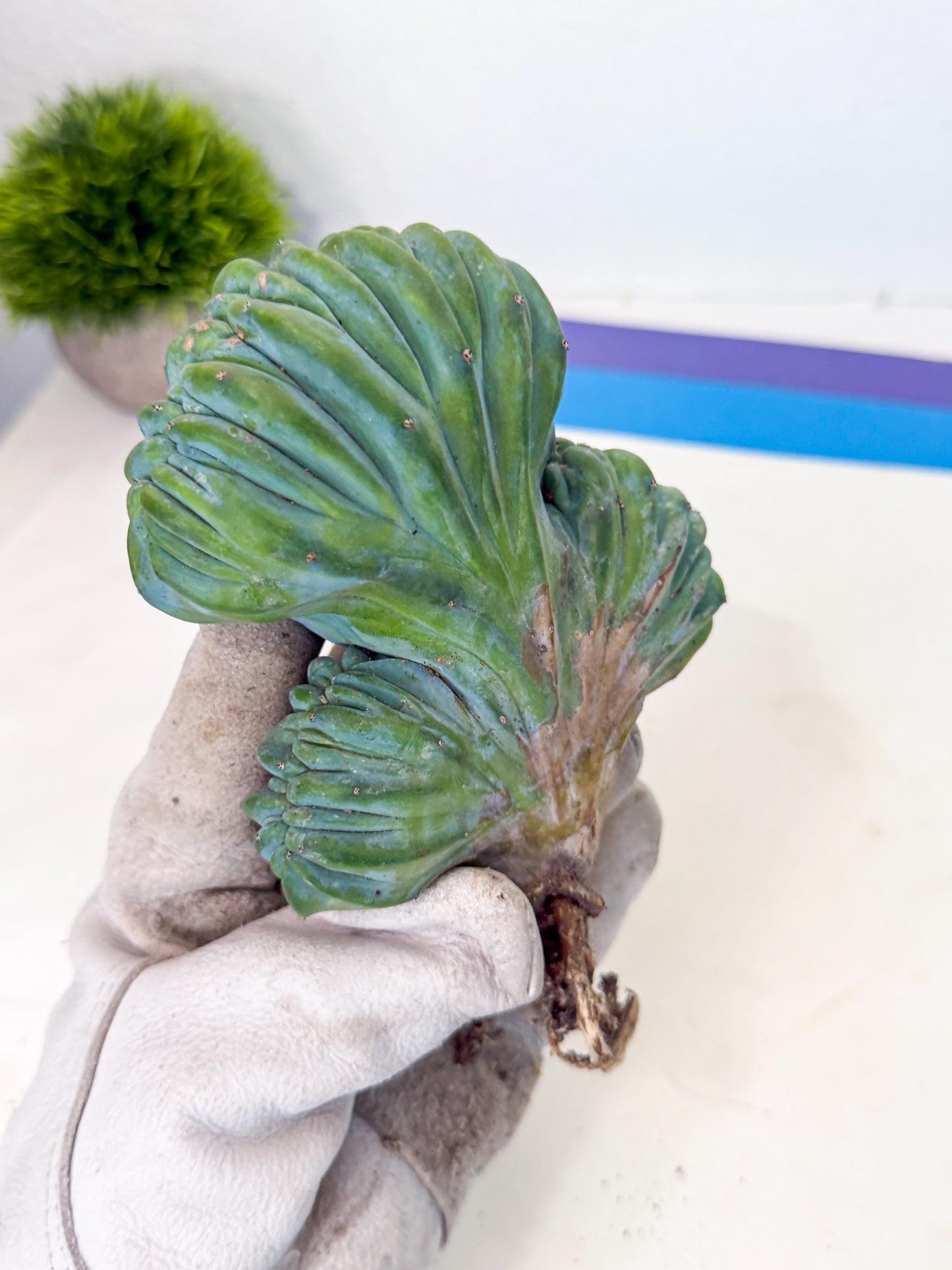 Myrtillocactus Crested (o) | Rare Plants
