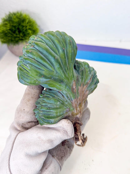 Myrtillocactus Crested (o) | Rare Plants