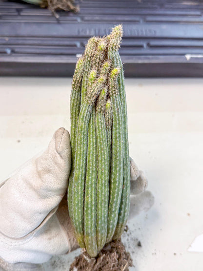 Dahlia Cactus - Wilcoxia poselgeri (o2) | Rare Cactus