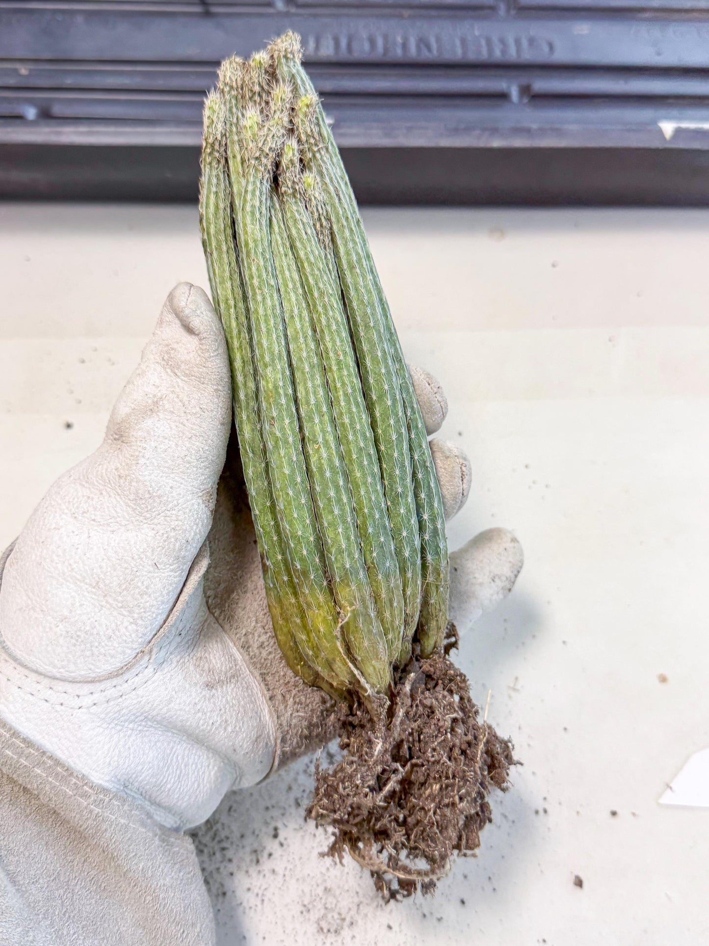 Dahlia Cactus - Wilcoxia poselgeri (o2) | Rare Cactus