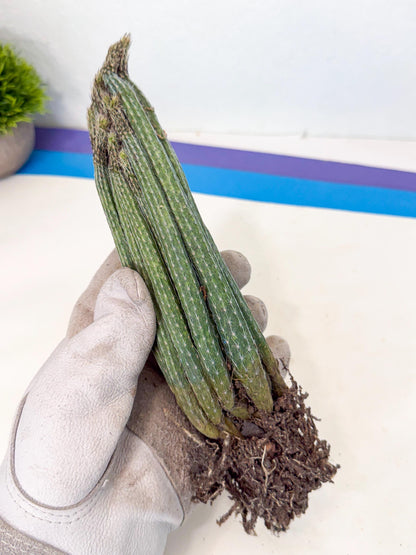 Dahlia Cactus - Wilcoxia poselgeri (o2) | Rare Cactus