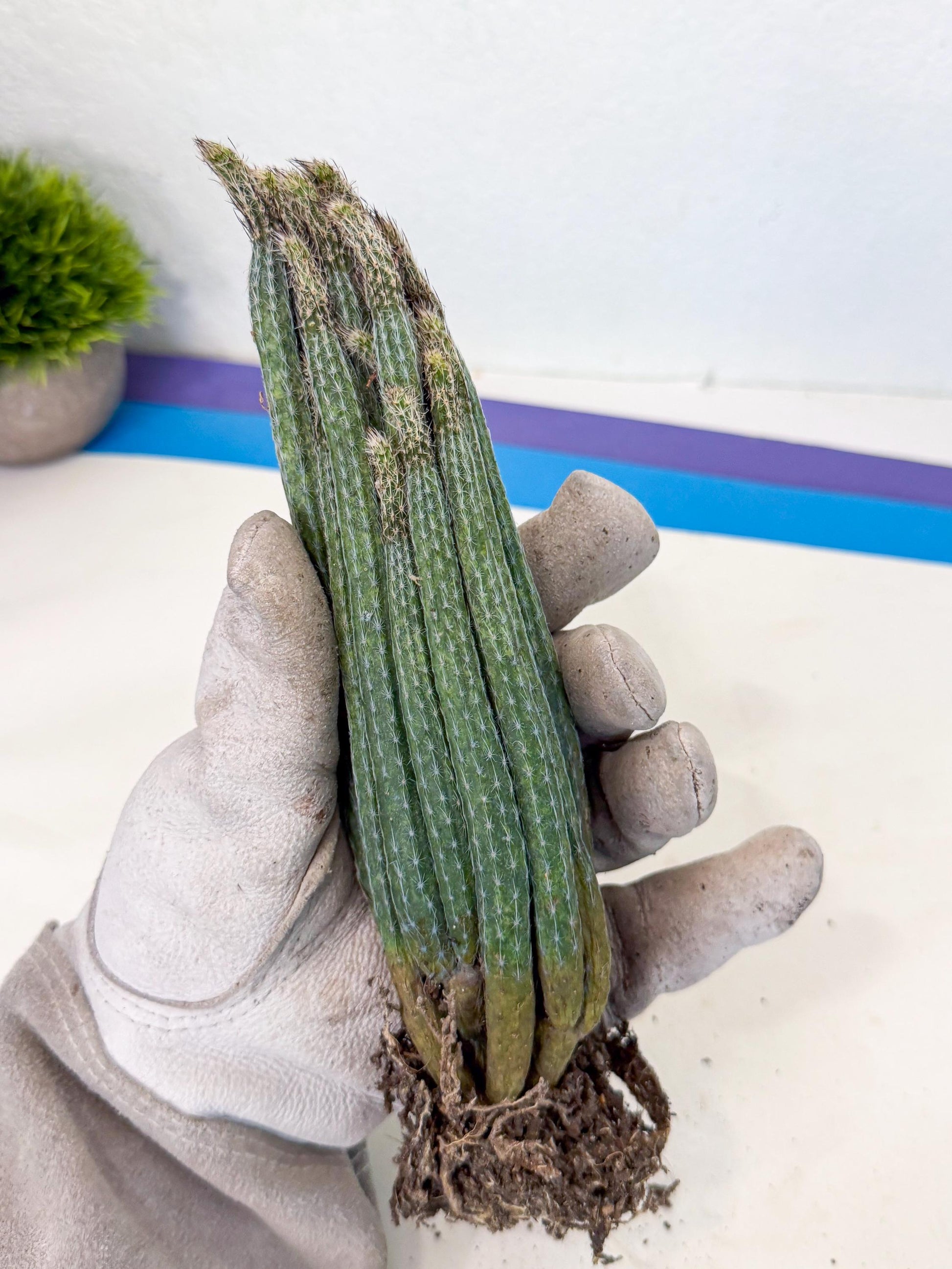 Dahlia Cactus - Wilcoxia poselgeri (o2) | Rare Cactus