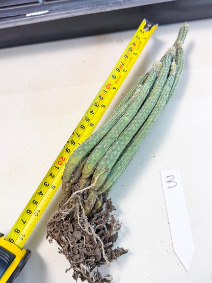 Dahlia Cactus - Wilcoxia poselgeri (3) | Rare Cactus
