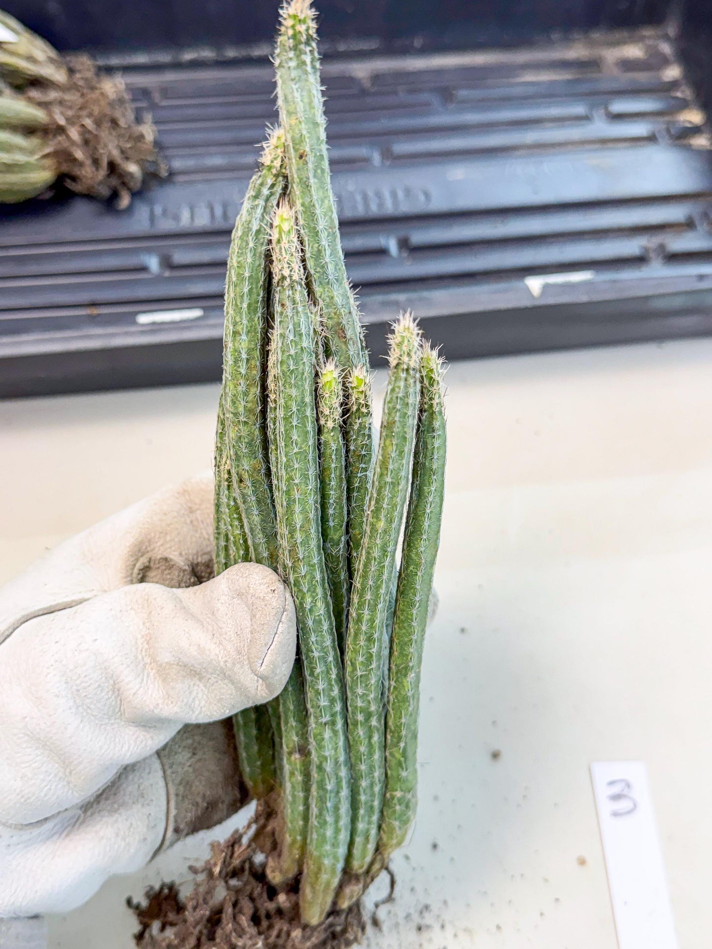Dahlia Cactus - Wilcoxia poselgeri (3) | Rare Cactus