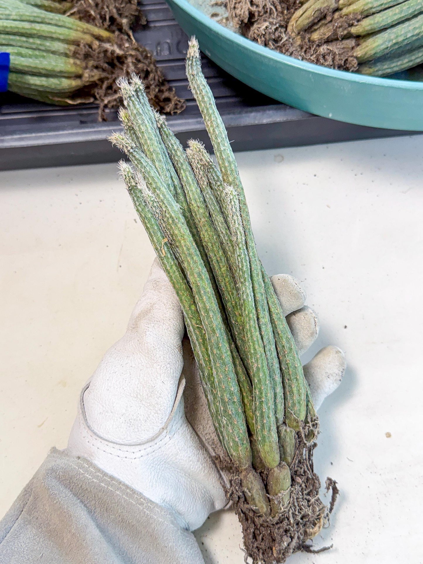Dahlia Cactus - Wilcoxia poselgeri (4) | Rare Cactus